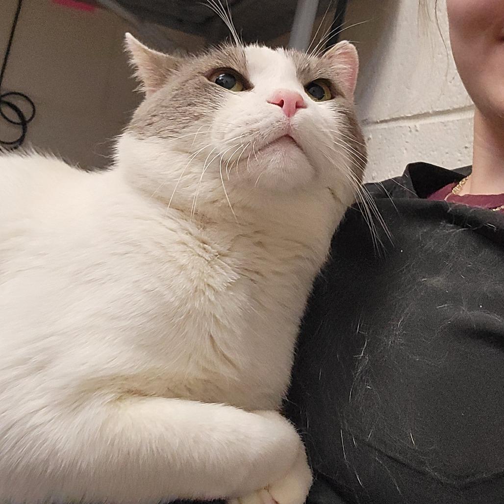 Enlarge Sprout, a Adoptable Domestic Short Hair in Ruckersville, VA image 1/6