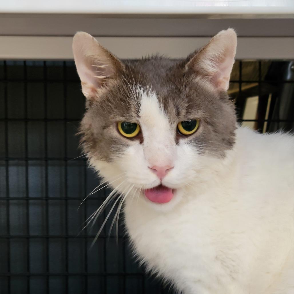 Enlarge Sprout, a Adoptable Domestic Short Hair in Ruckersville, VA image 4/6