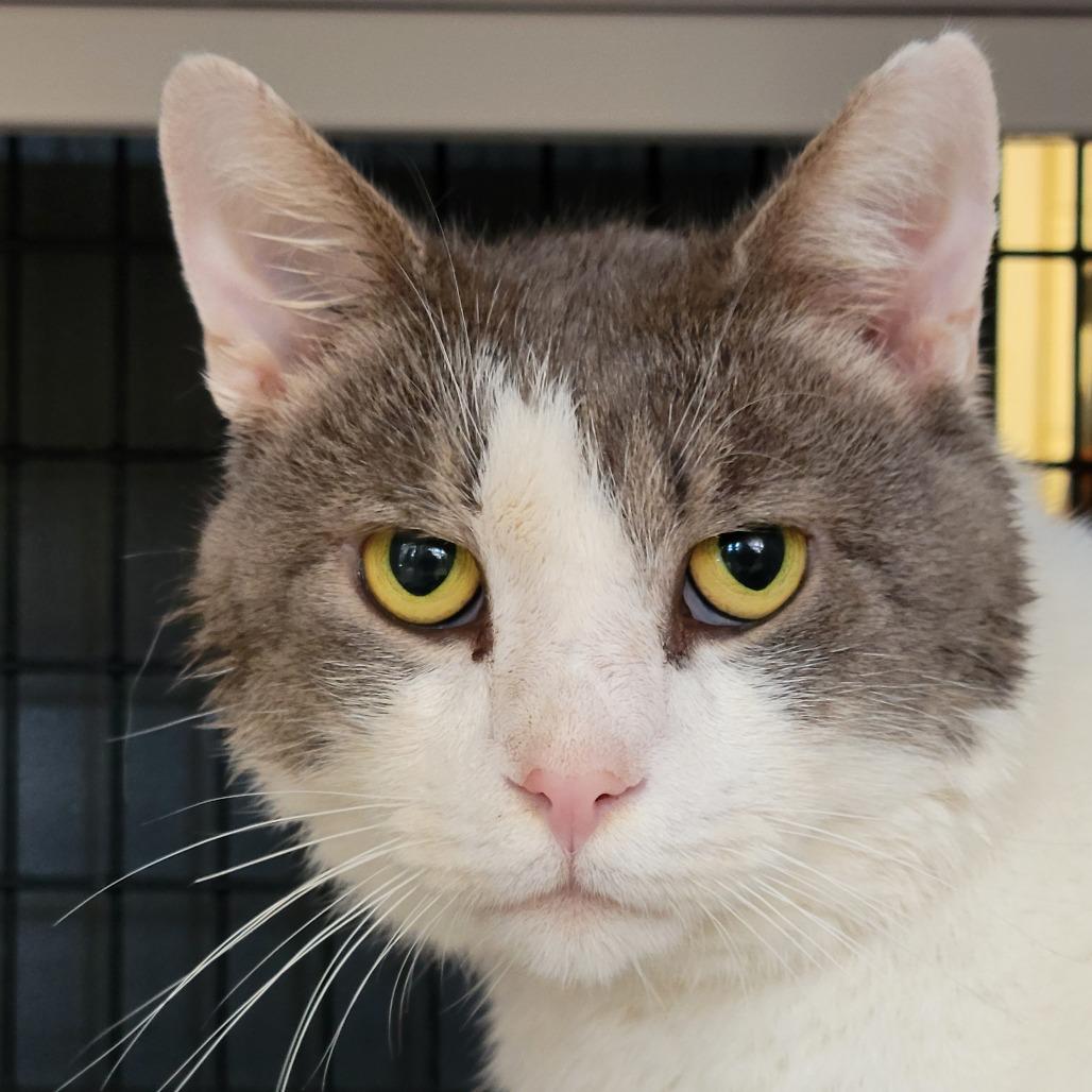 Enlarge Sprout, a Adoptable Domestic Short Hair in Ruckersville, VA image 5/6