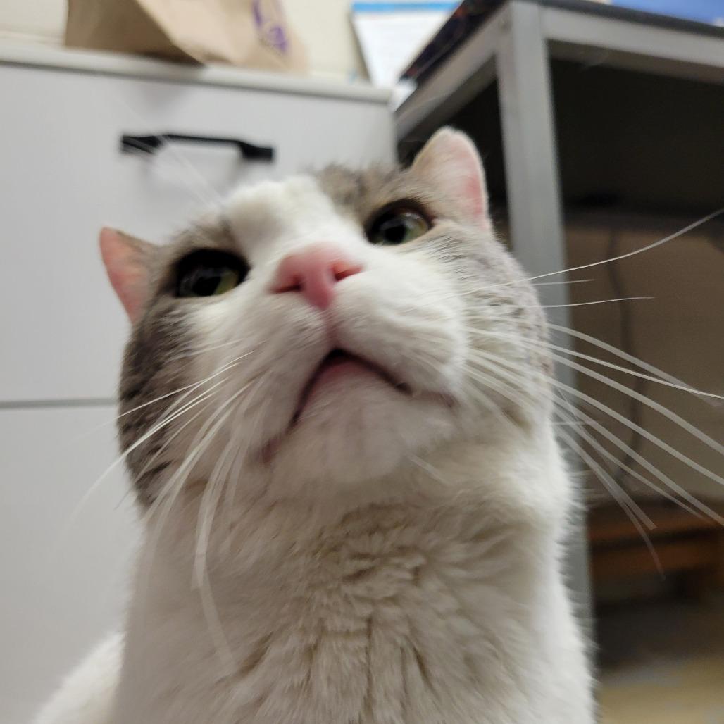 Enlarge Sprout, a Adoptable Domestic Short Hair in Ruckersville, VA image 6/6