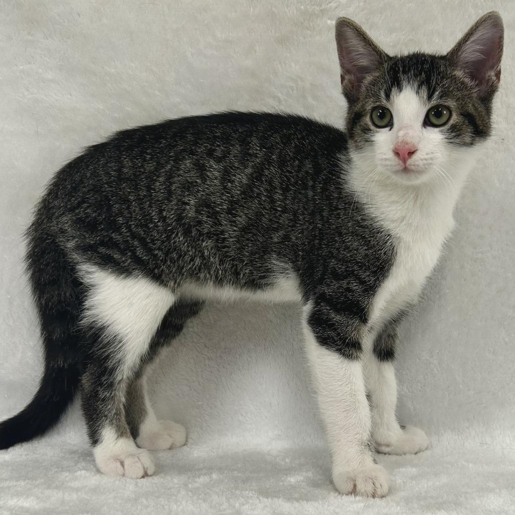 Cypress, Adoptable, Young Male Domestic Short Hair.