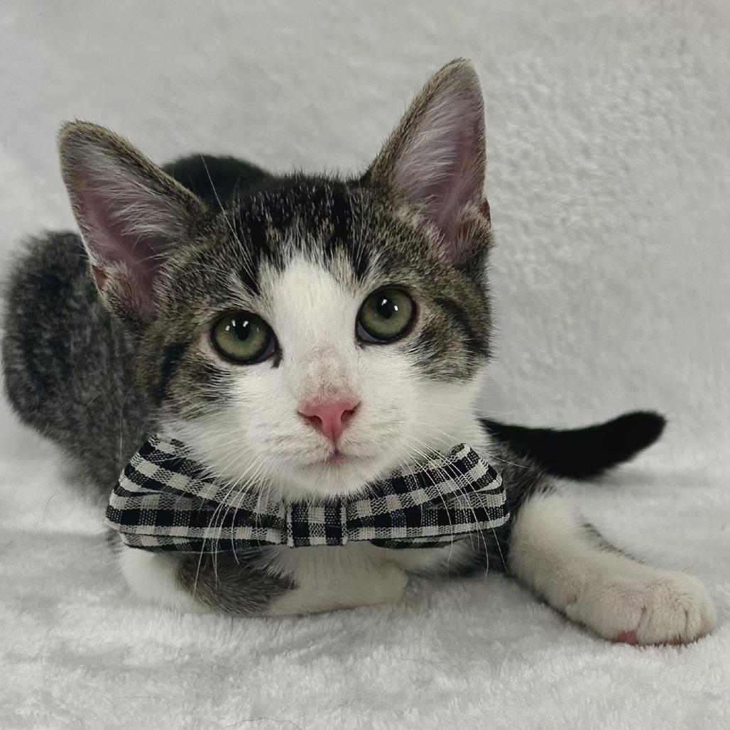 Enlarge Cypress, a Adoptable Domestic Short Hair in Johnson City, TN image 2/5