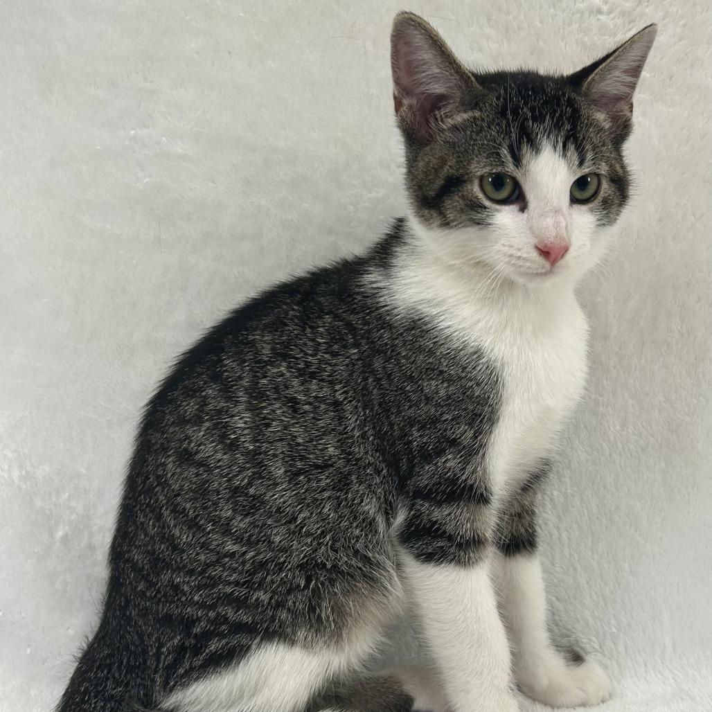 Enlarge Cypress, a Adoptable Domestic Short Hair in Johnson City, TN image 3/5