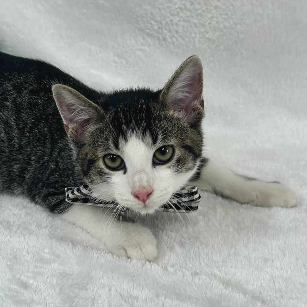 Enlarge Cypress, a Adoptable Domestic Short Hair in Johnson City, TN image 4/5