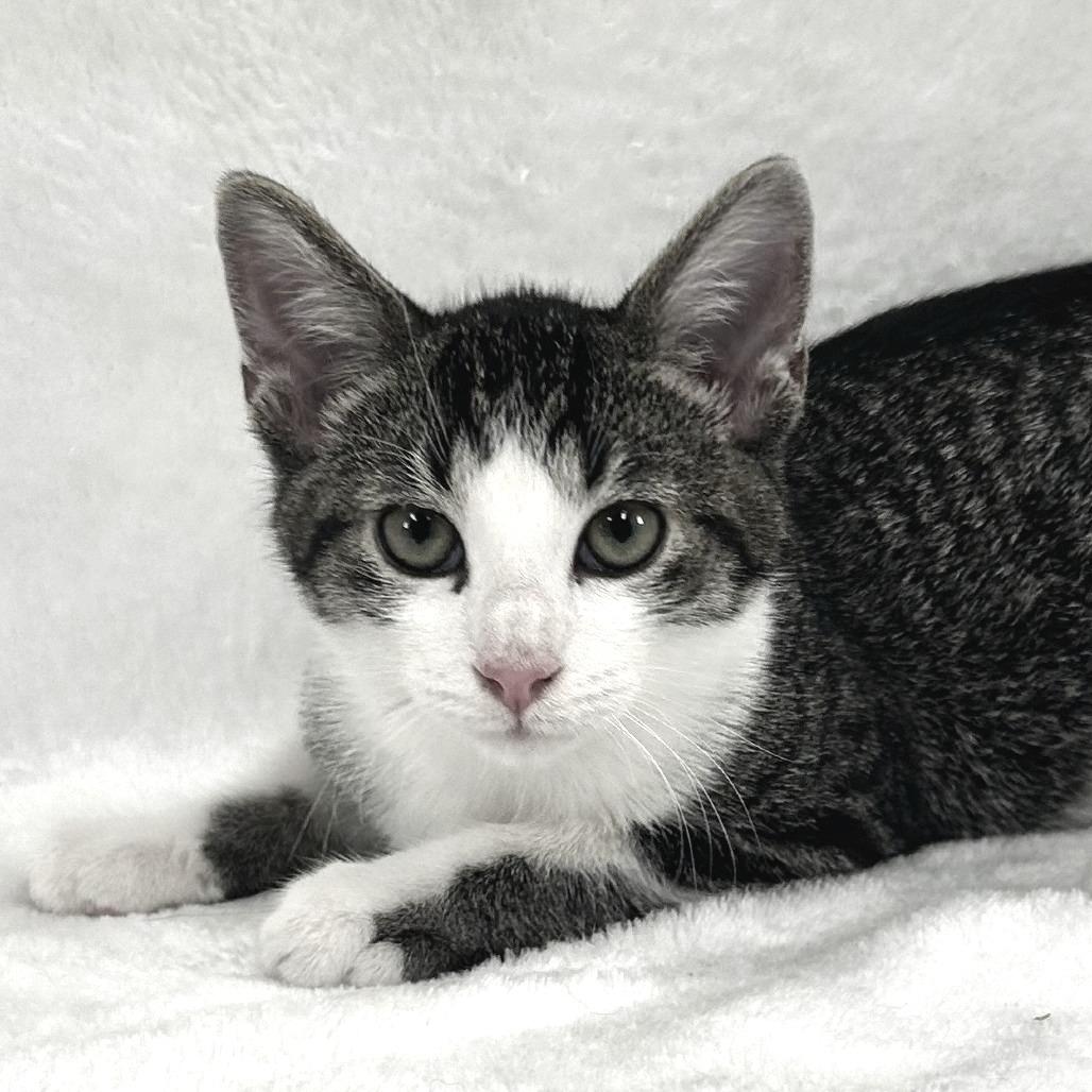 Enlarge Cypress, a Adoptable Domestic Short Hair in Johnson City, TN image 5/5