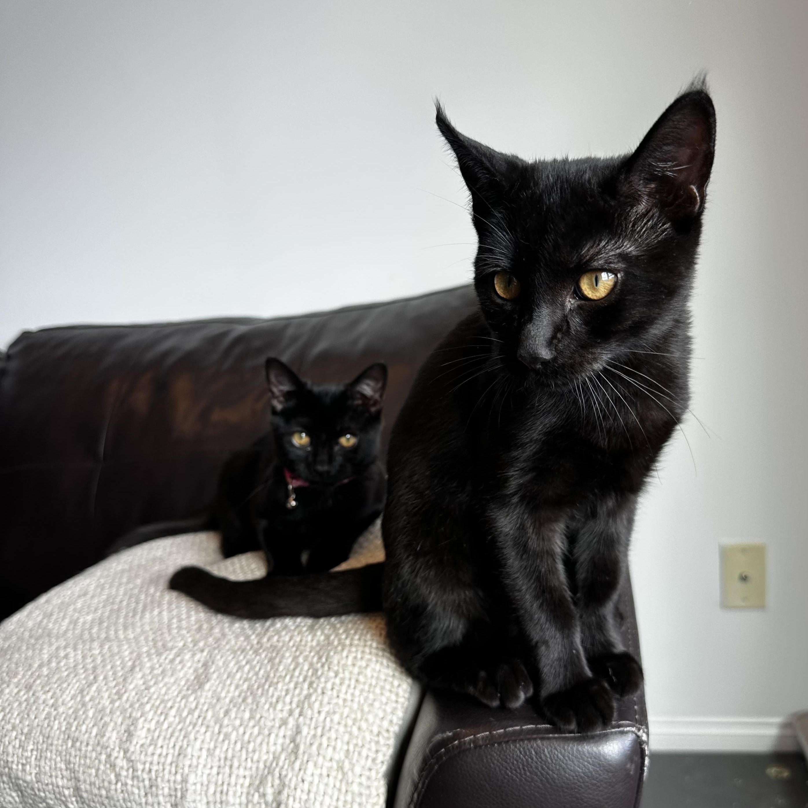 Topo & Chico, a Adoptable Domestic Short Hair in Florham Park, NJ image 2/3