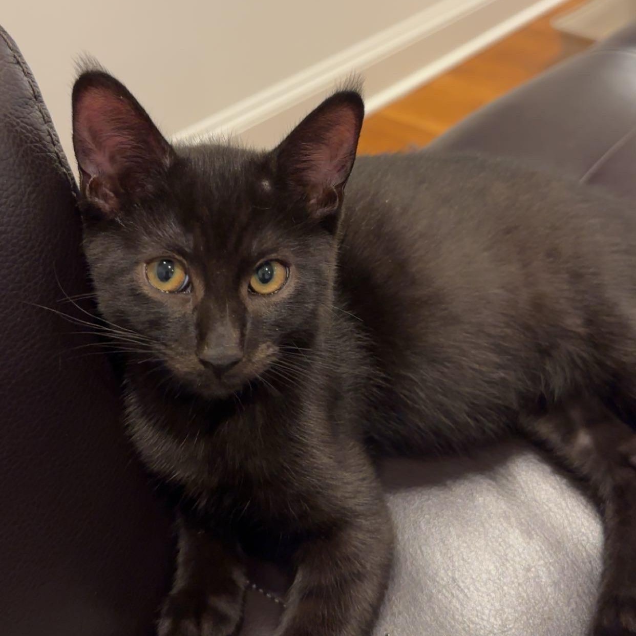 Topo & Chico, a Adoptable Domestic Short Hair in Florham Park, NJ image 3/3