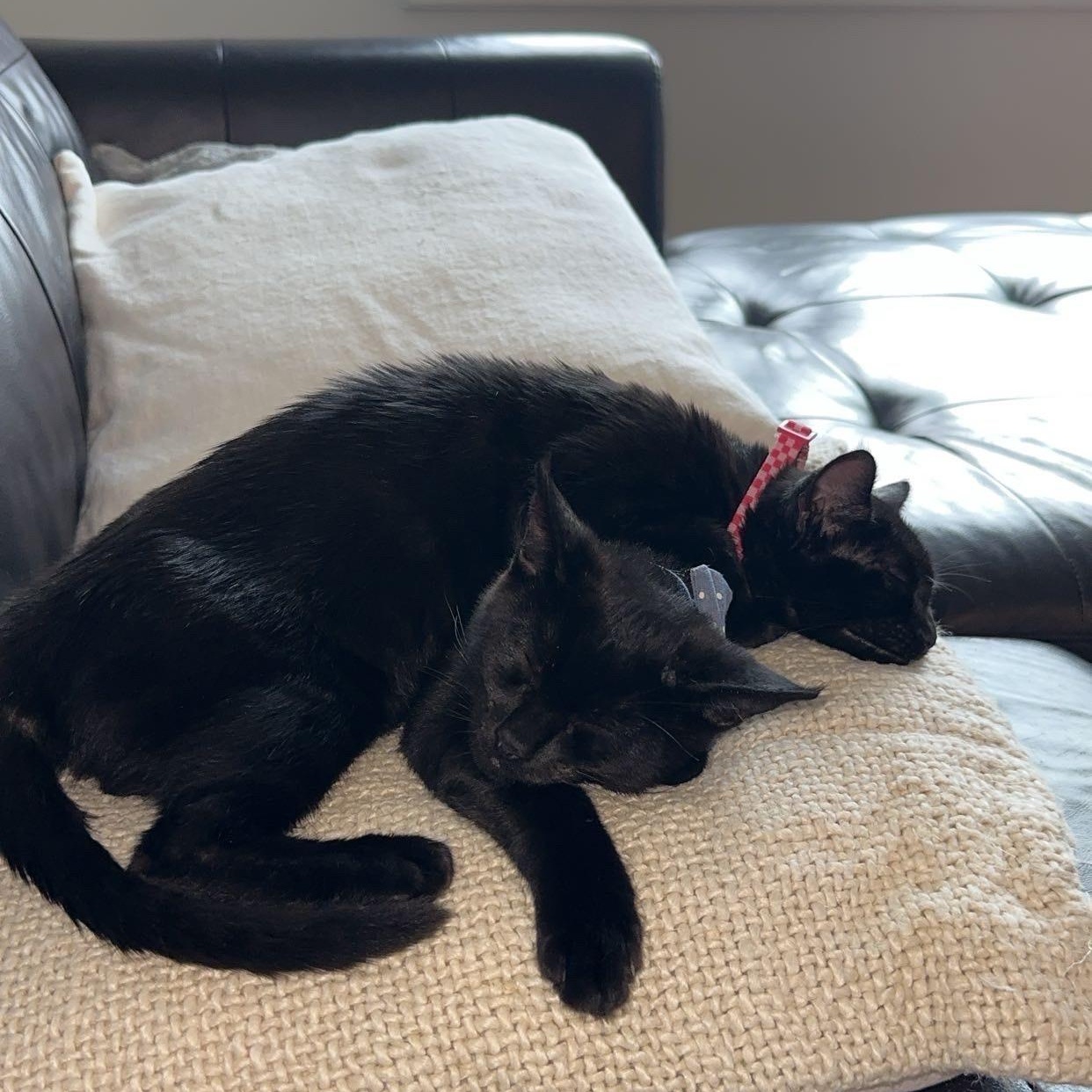 Topo & Chico, a Adoptable Domestic Short Hair in Florham Park, NJ image 1/3