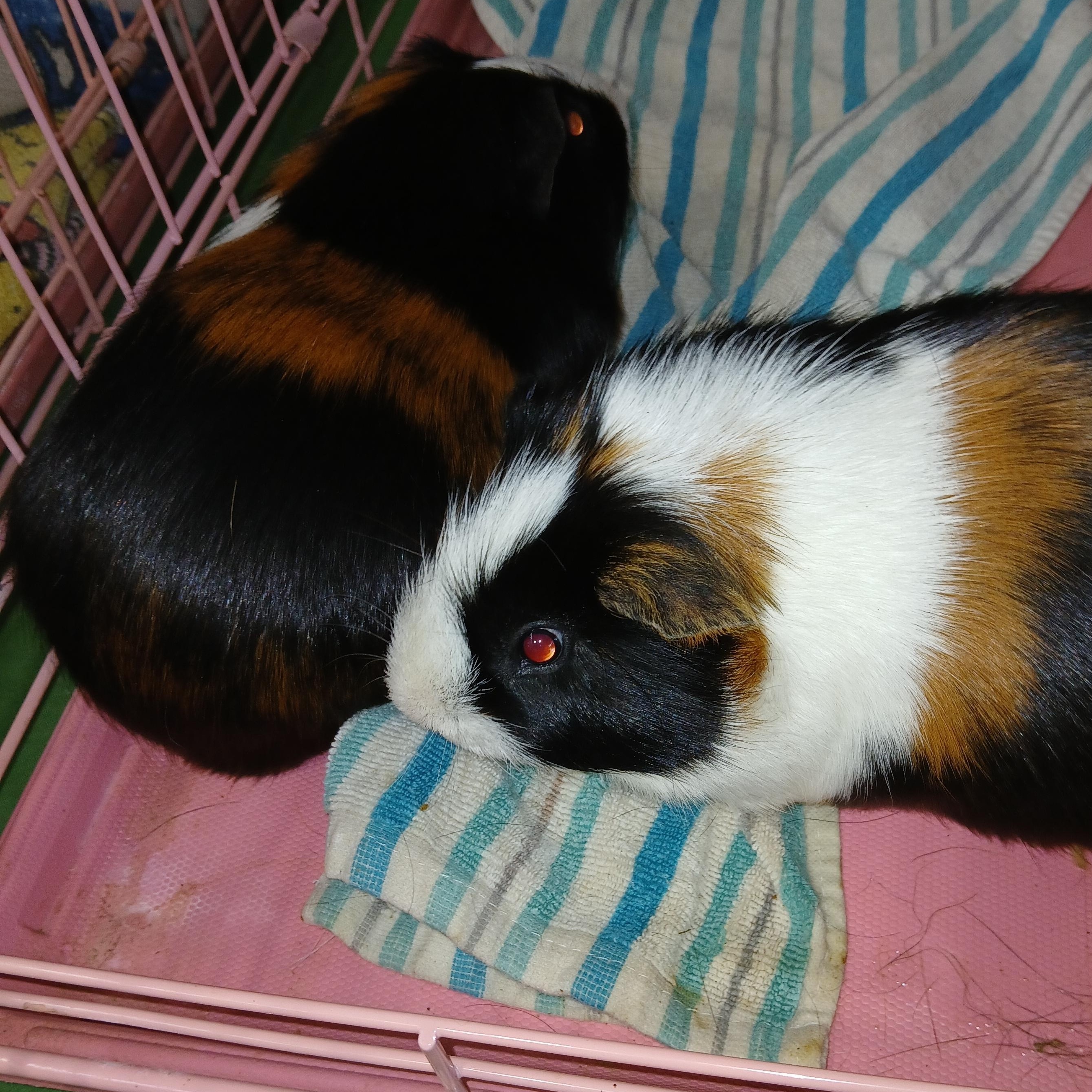 Knuckles and Sonic, a Adoptable Short-Haired in Dearborn, MO image 2/3