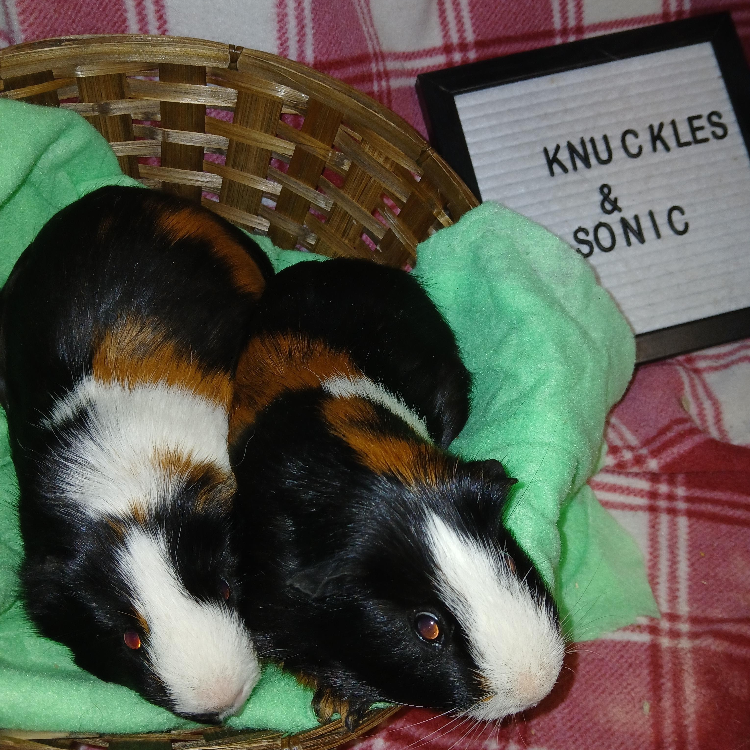 Knuckles and Sonic, Adoptable, Adult Male Short-Haired.