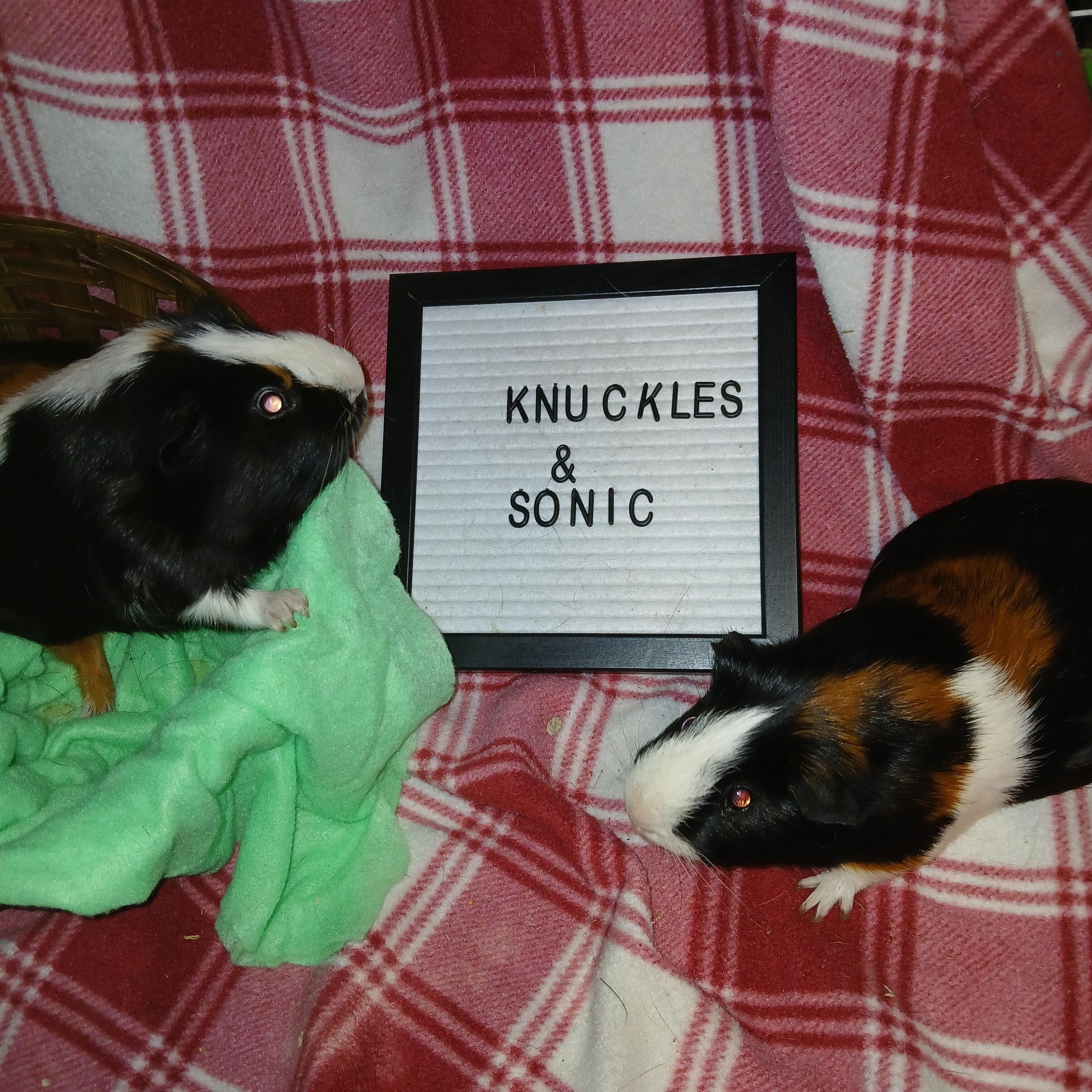 Enlarge Knuckles and Sonic, a Adoptable Short-Haired in Dearborn, MO image 4/6