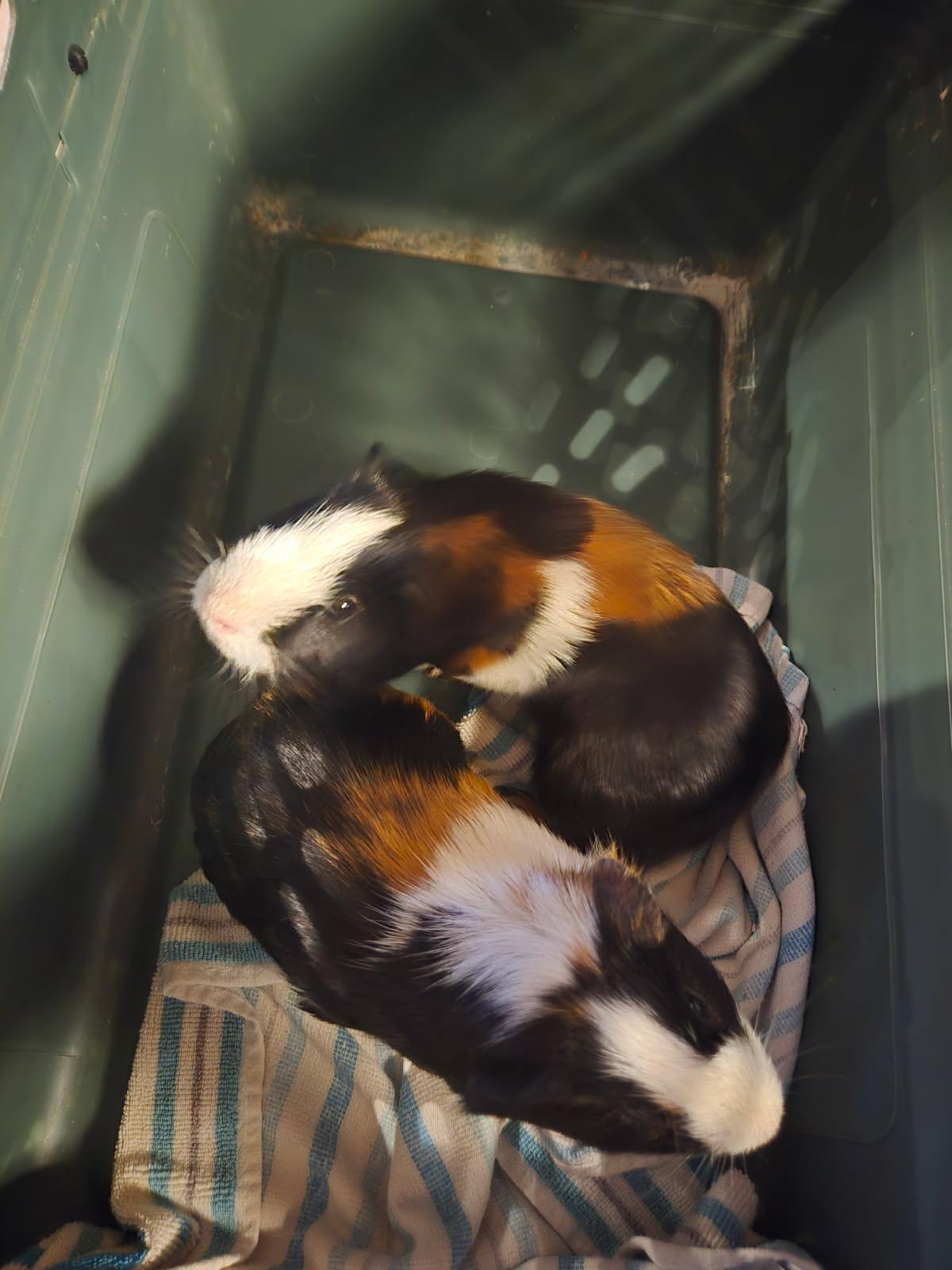 Guinea Pig for adoption - Knuckles and Sonic, a Short-Haired in ...