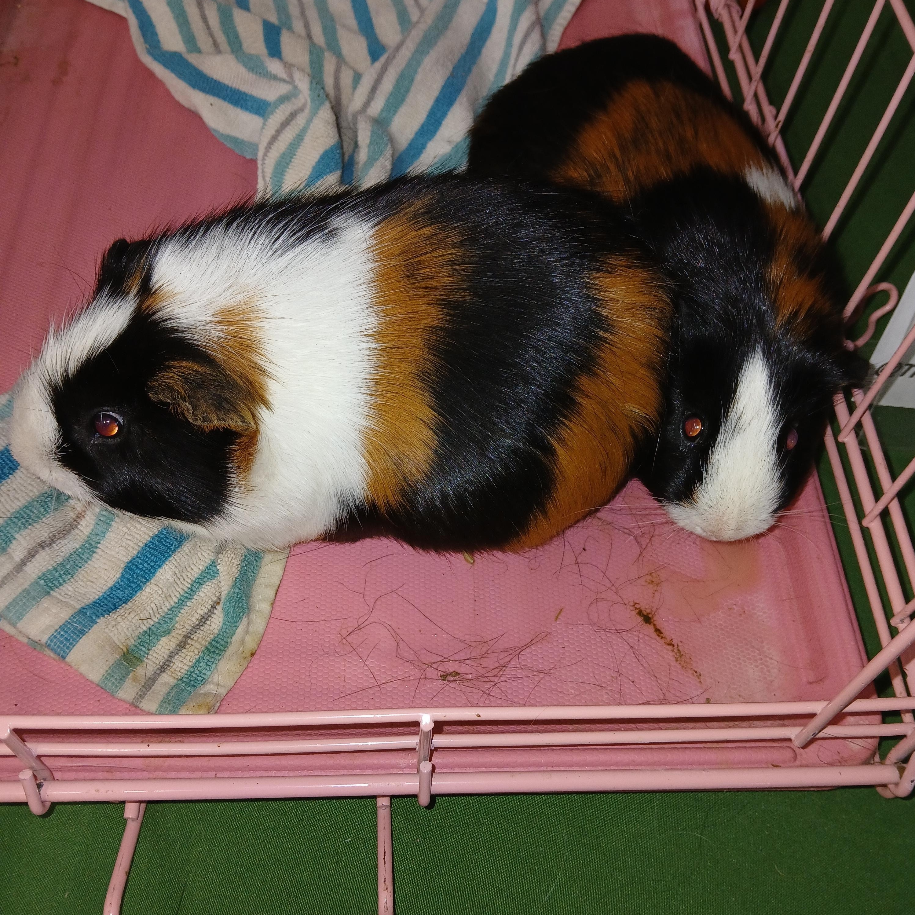 Knuckles and Sonic, a Adoptable Short-Haired in Dearborn, MO image 1/3