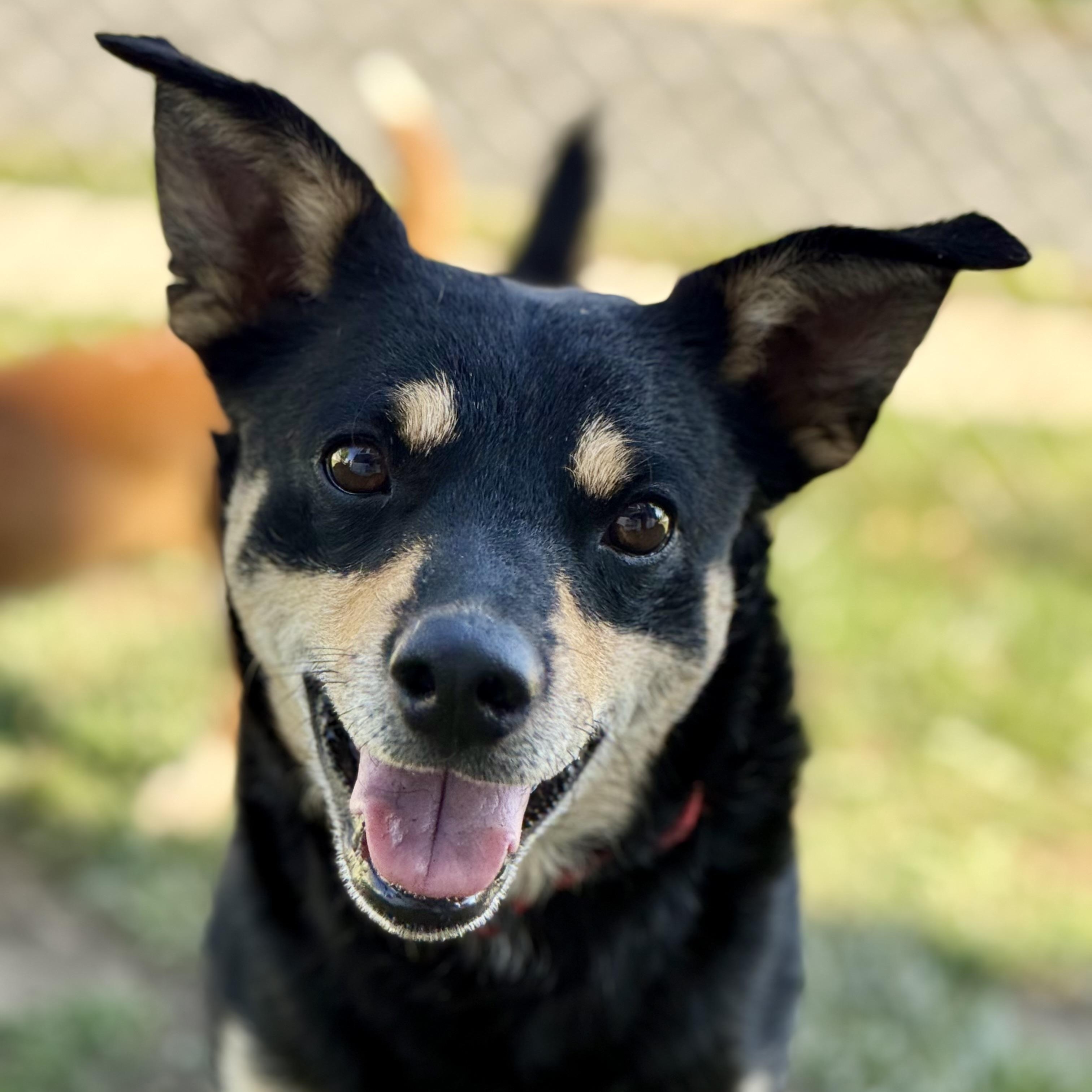 Wolfie, Adoptable, Young Male German Shepherd Dog & Terrier.