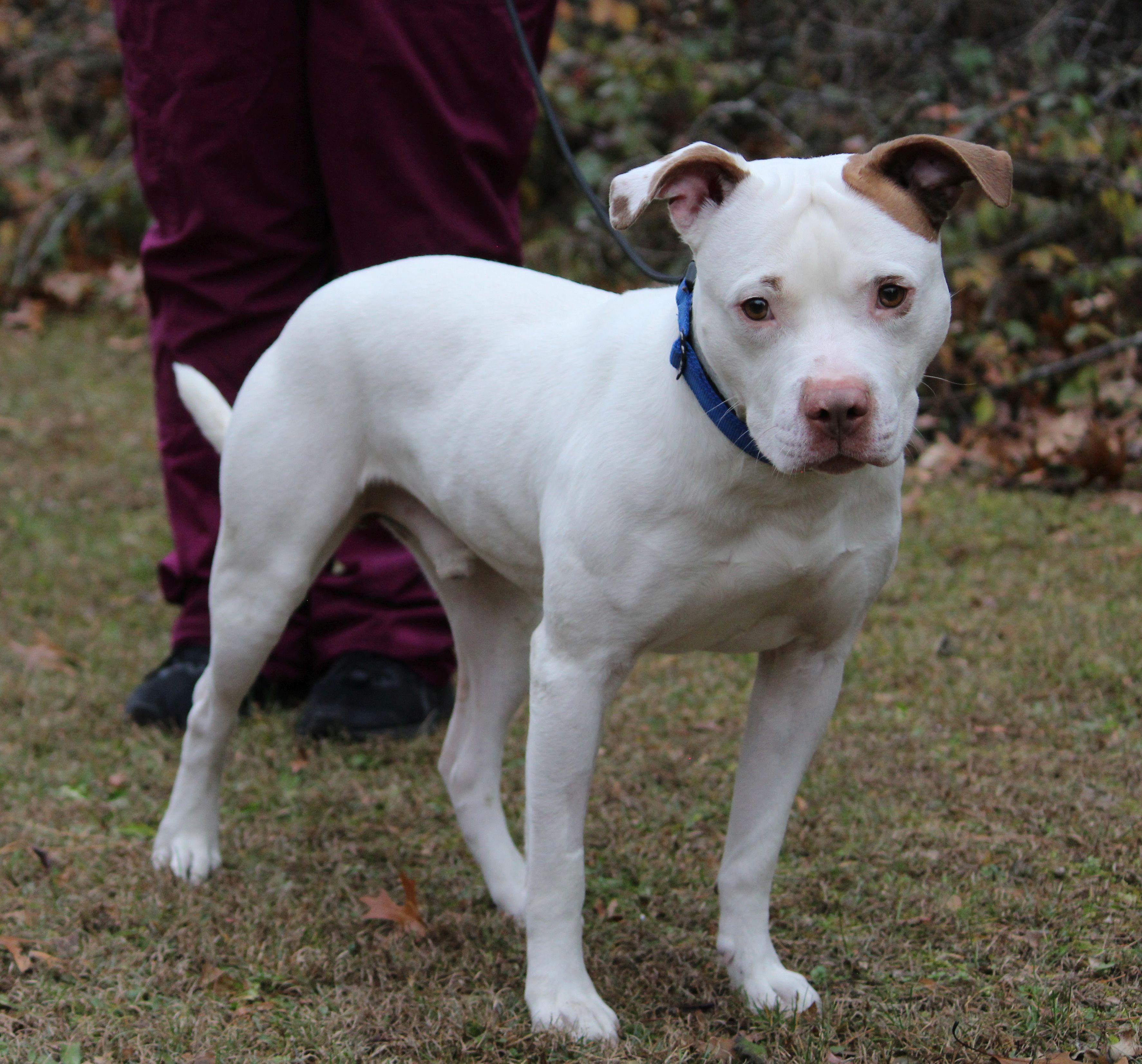 Enlarge Wishbone, a Adoptable mixed breed in Portage, WI image 1/4
