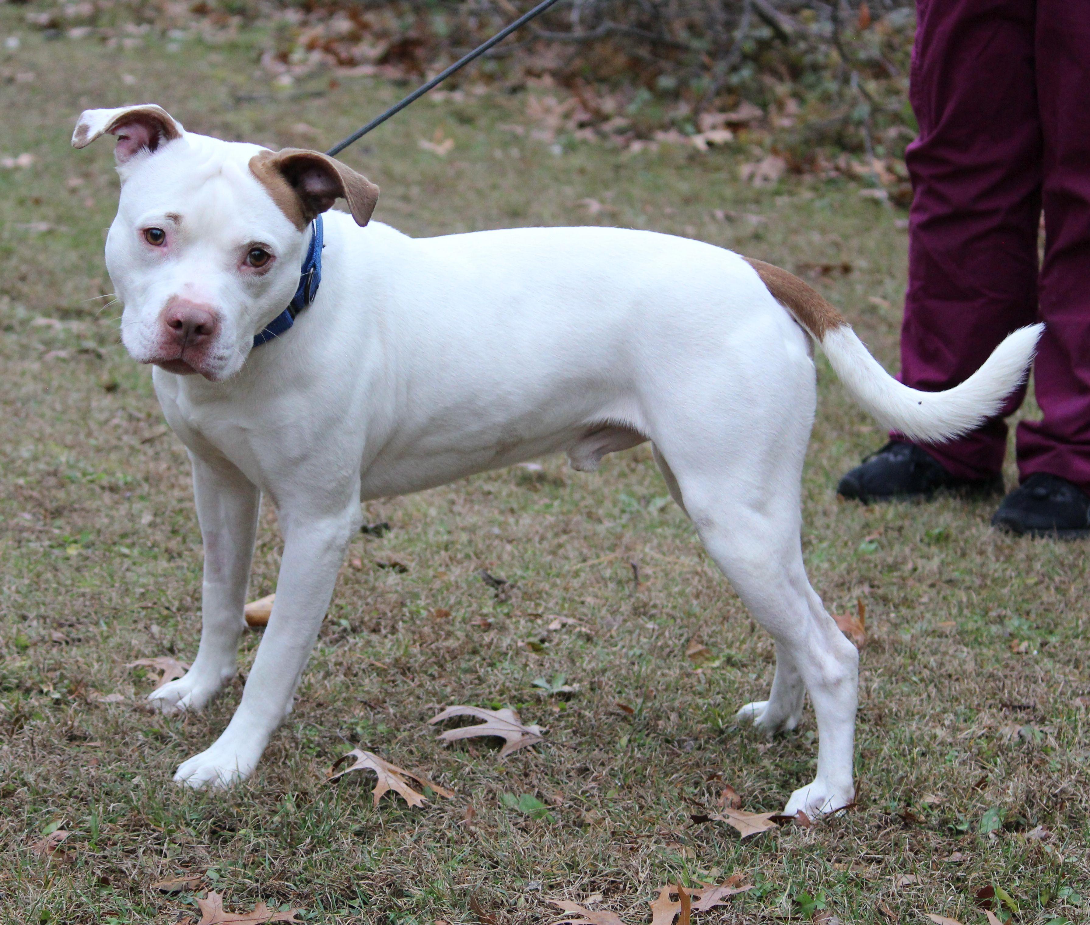 Enlarge Wishbone, a Adoptable mixed breed in Portage, WI image 2/4