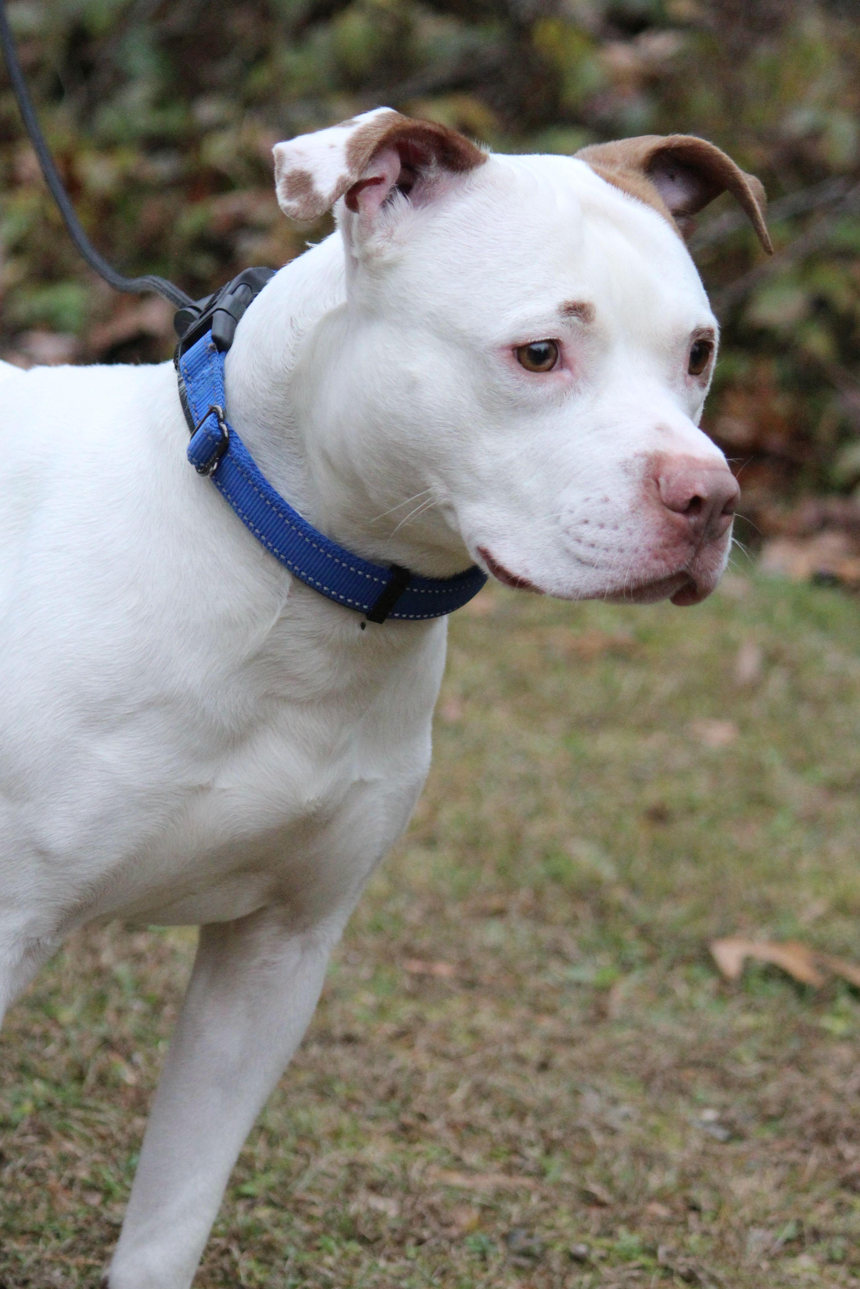 Wishbone thumbnail 3