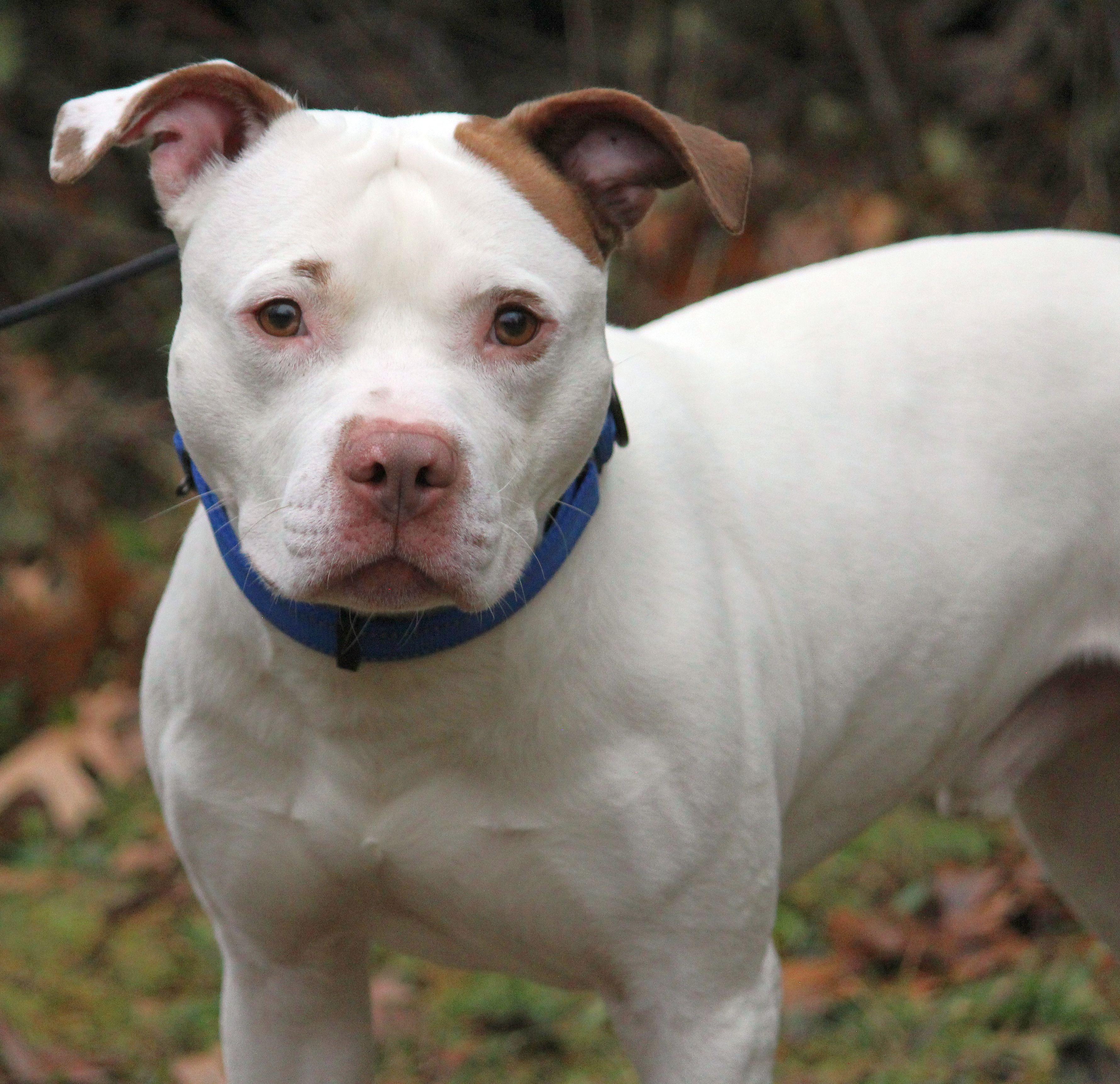 Enlarge Wishbone, a Adoptable mixed breed in Portage, WI image 4/4