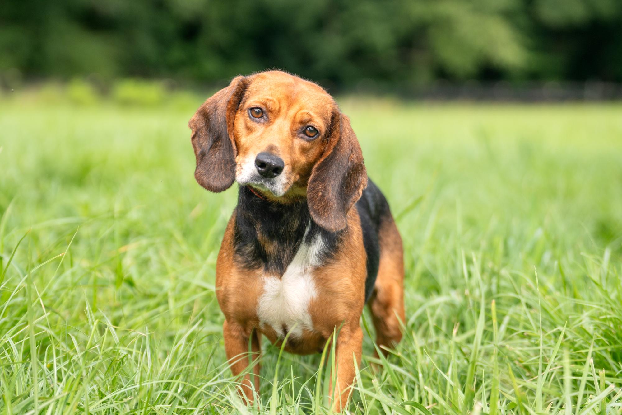 Enlarge Maple (Bonded Pair with Tilly), a Adoptable Beagle in Louisa, VA image 1/4