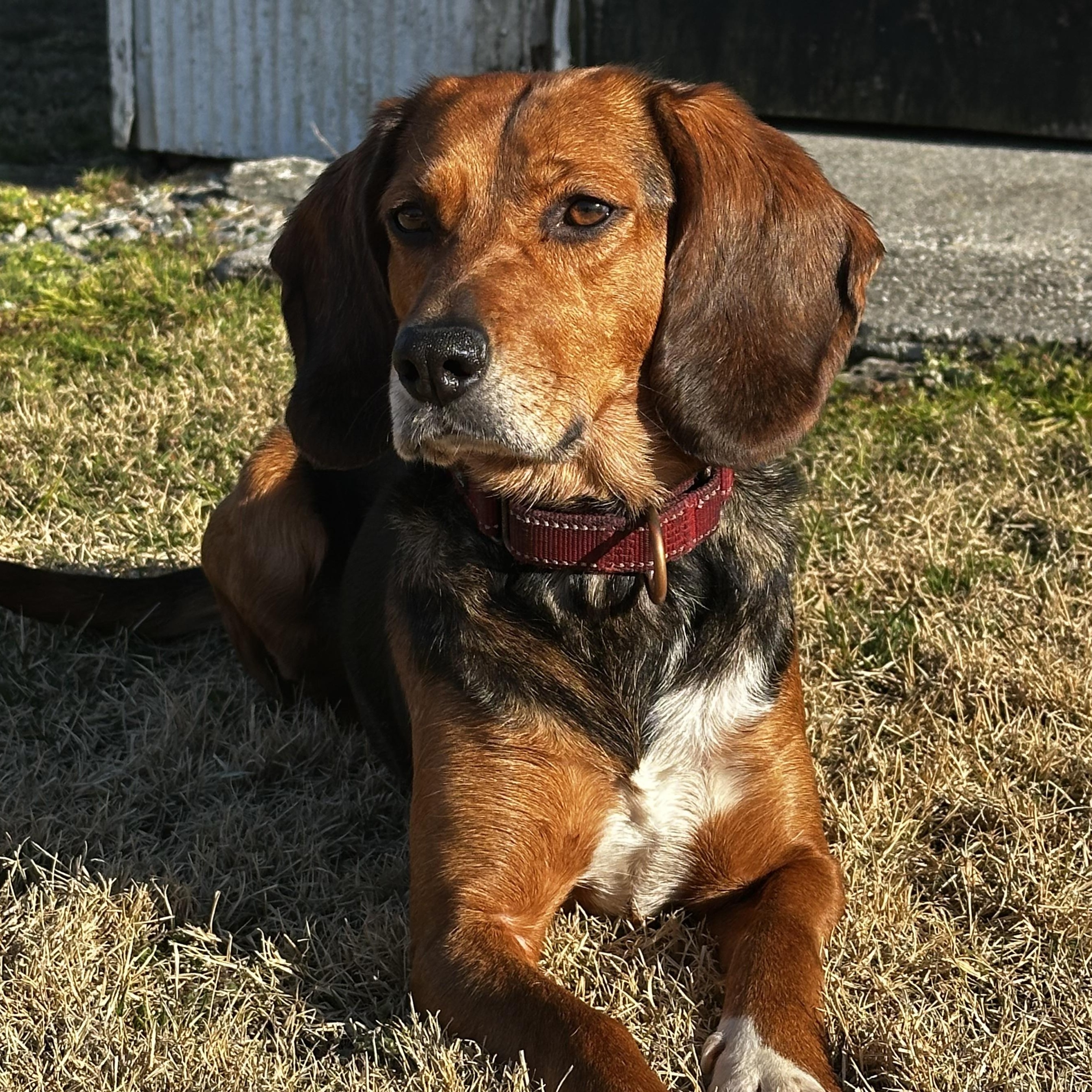 Maple (Bonded Pair with Tilly), Adoptable, Adult Female Beagle.