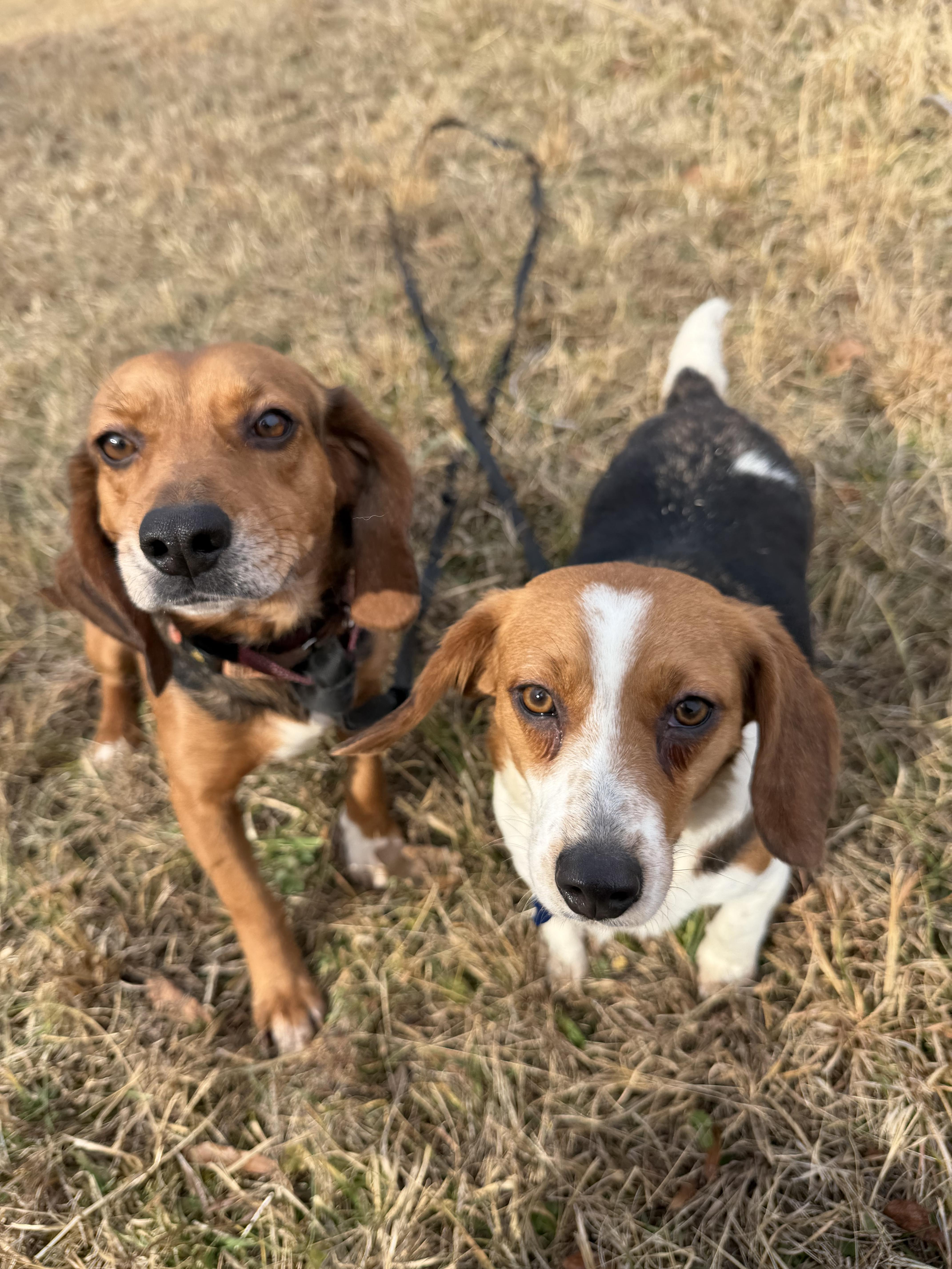 Enlarge Maple (Bonded Pair with Tilly), a Adoptable Beagle in Louisa, VA image 3/6