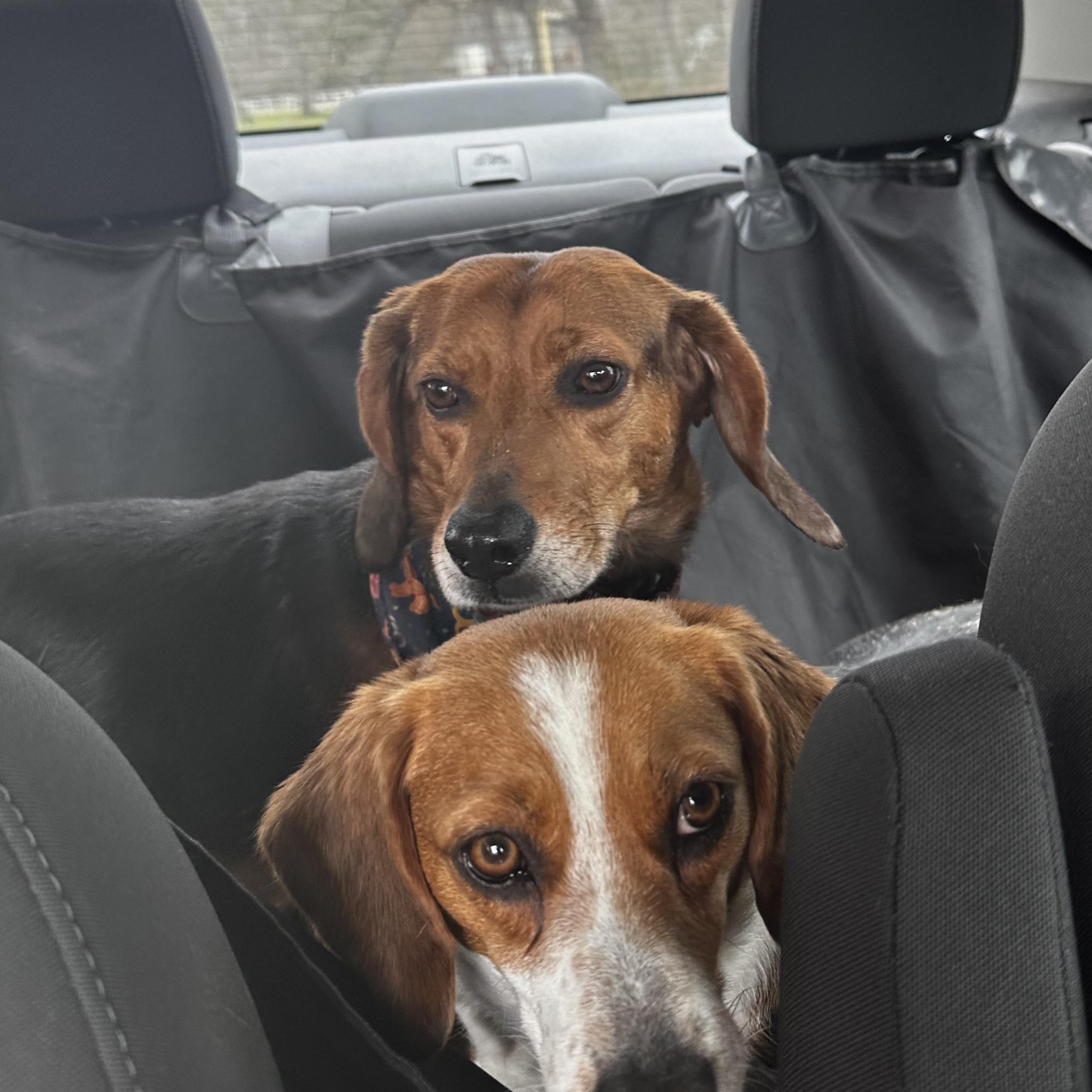 Enlarge Maple (Bonded Pair with Tilly), a Adoptable Beagle in Louisa, VA image 4/6