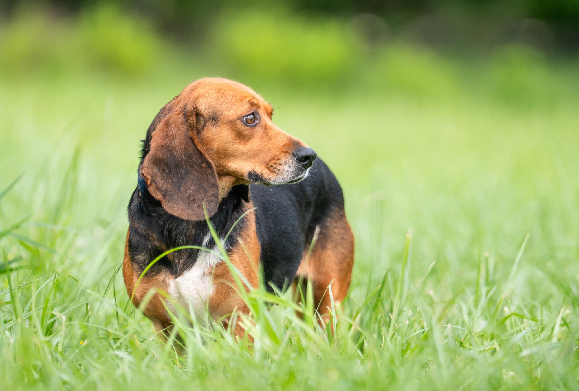 Enlarge Maple (Bonded Pair with Tilly), a Adoptable Beagle in Louisa, VA image 2/4
