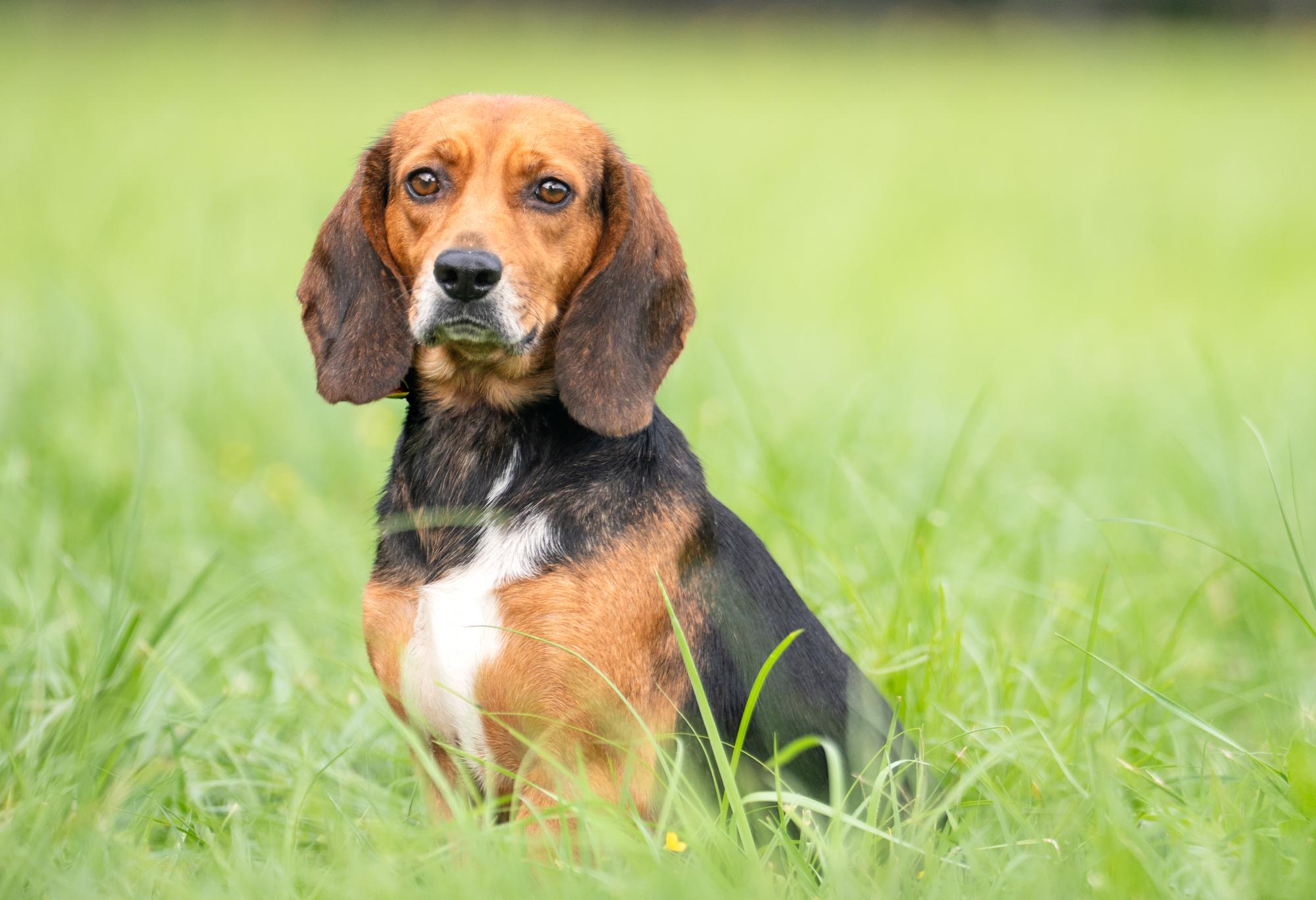 Enlarge Maple (Bonded Pair with Tilly), a Adoptable Beagle in Louisa, VA image 3/4