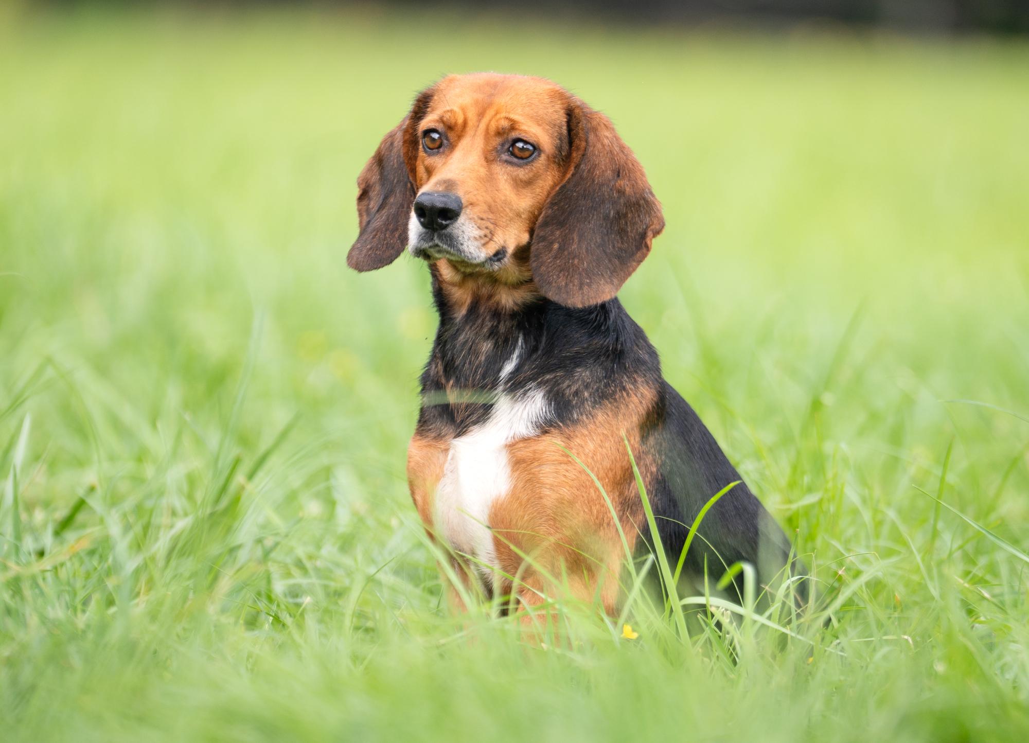Maple (Bonded Pair with Tilly)
