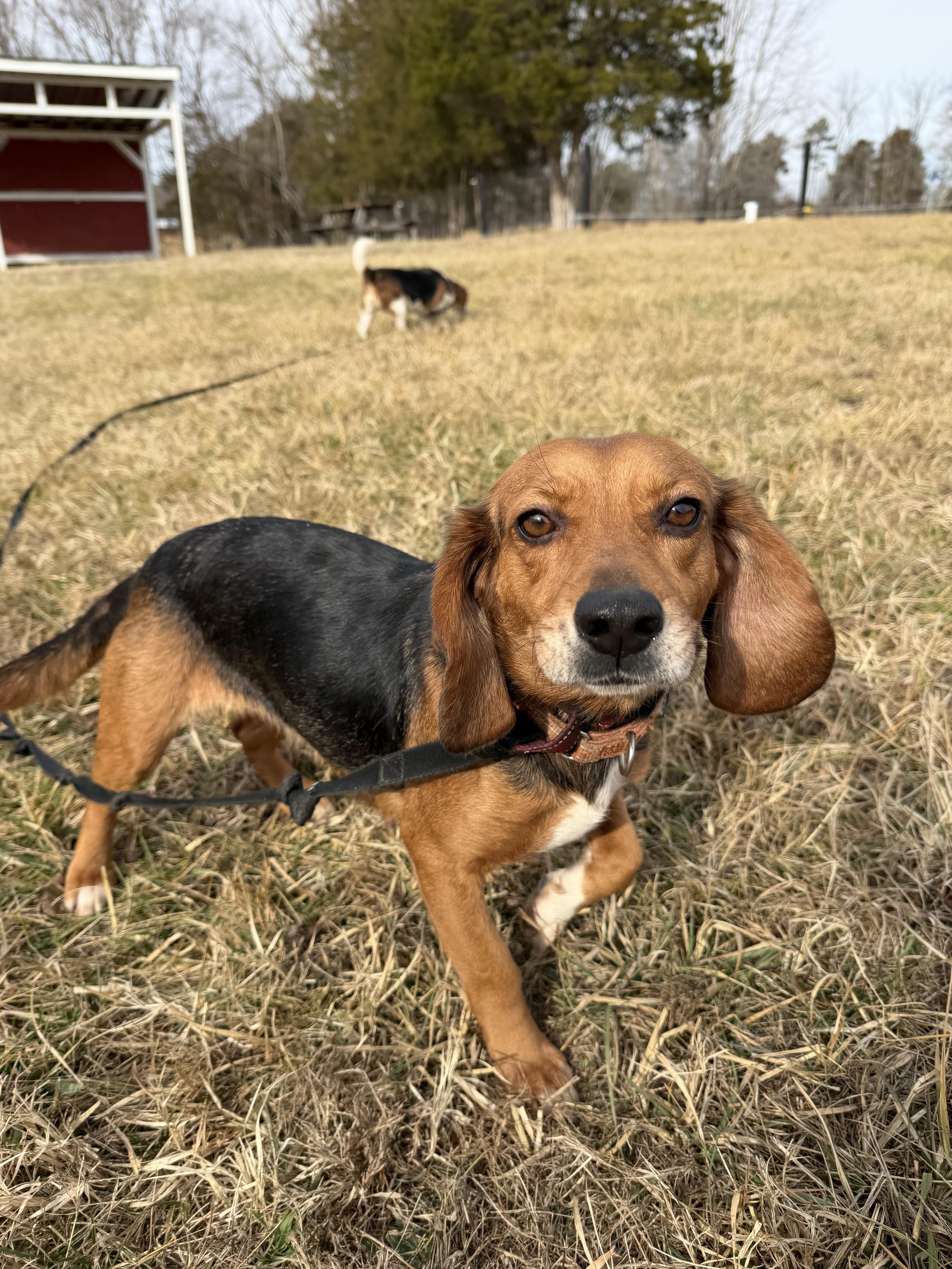 Enlarge Maple (Bonded Pair with Tilly), a Adoptable Beagle in Louisa, VA image 2/6