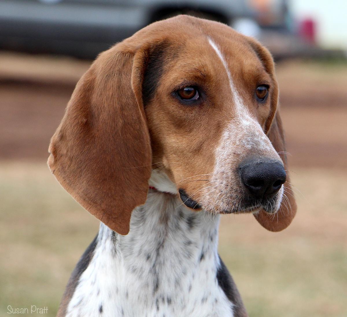 Enlarge Lizzy, a ADOPTABLE Treeing Walker Coonhound in Bedford, VA image 1/3