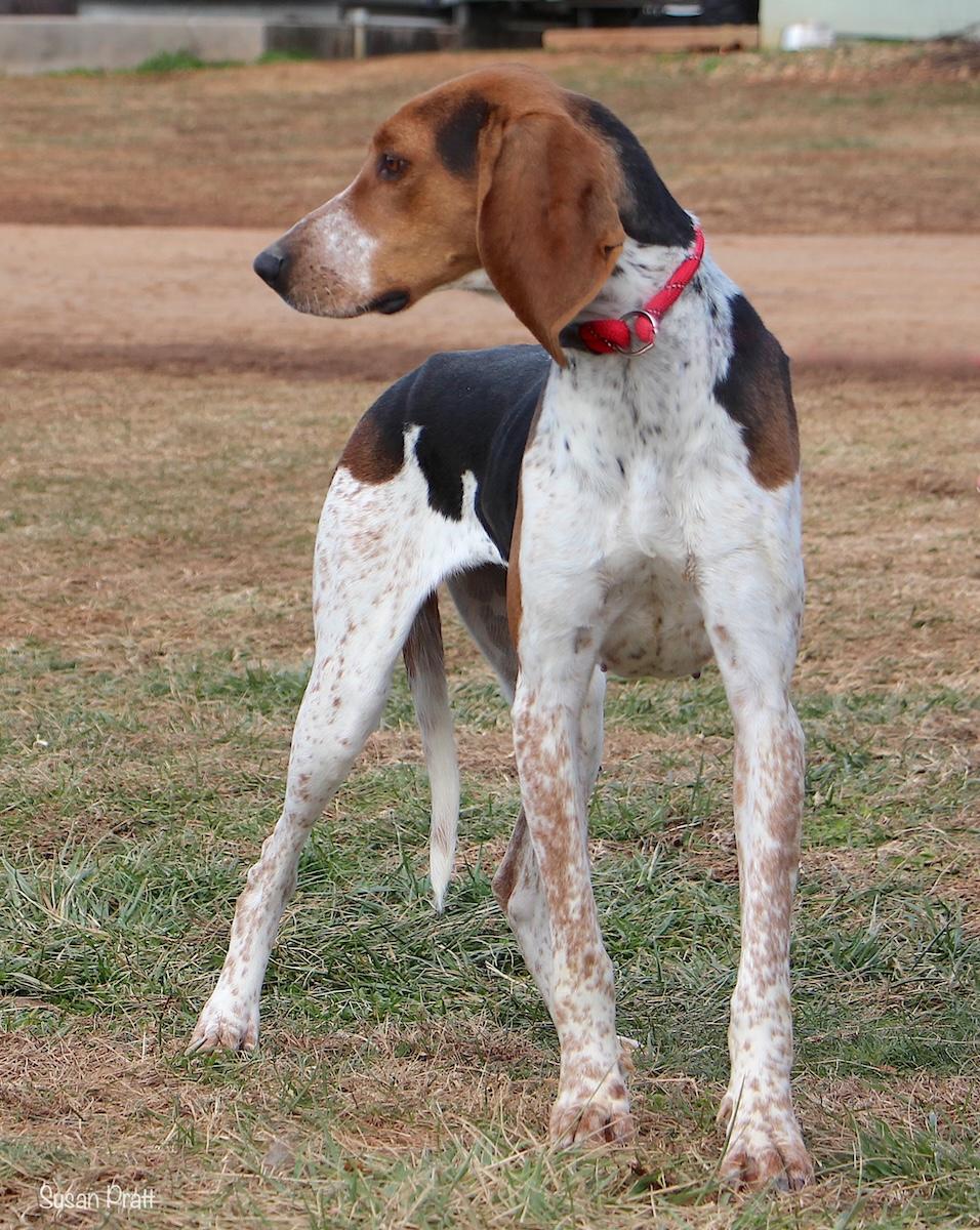 Enlarge Lizzy, a ADOPTABLE Treeing Walker Coonhound in Bedford, VA image 3/3