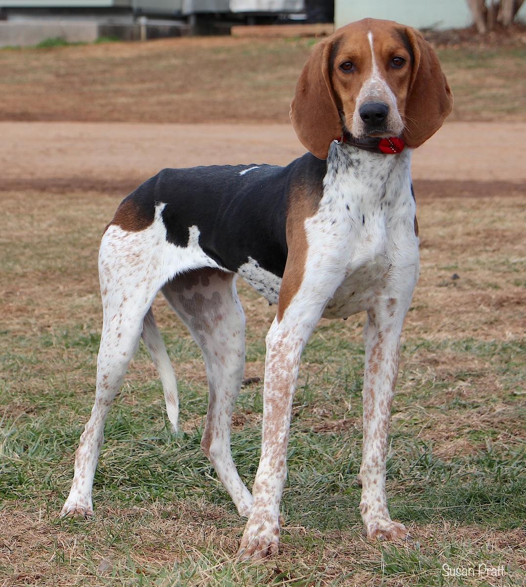 Enlarge Lizzy, a ADOPTABLE Treeing Walker Coonhound in Bedford, VA image 2/3
