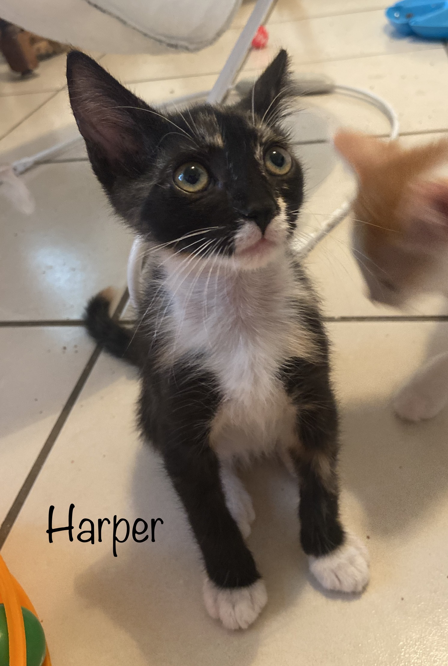 Harper, an adoptable Calico, Tortoiseshell in Mabank, TX, 75156 | Photo Image 2