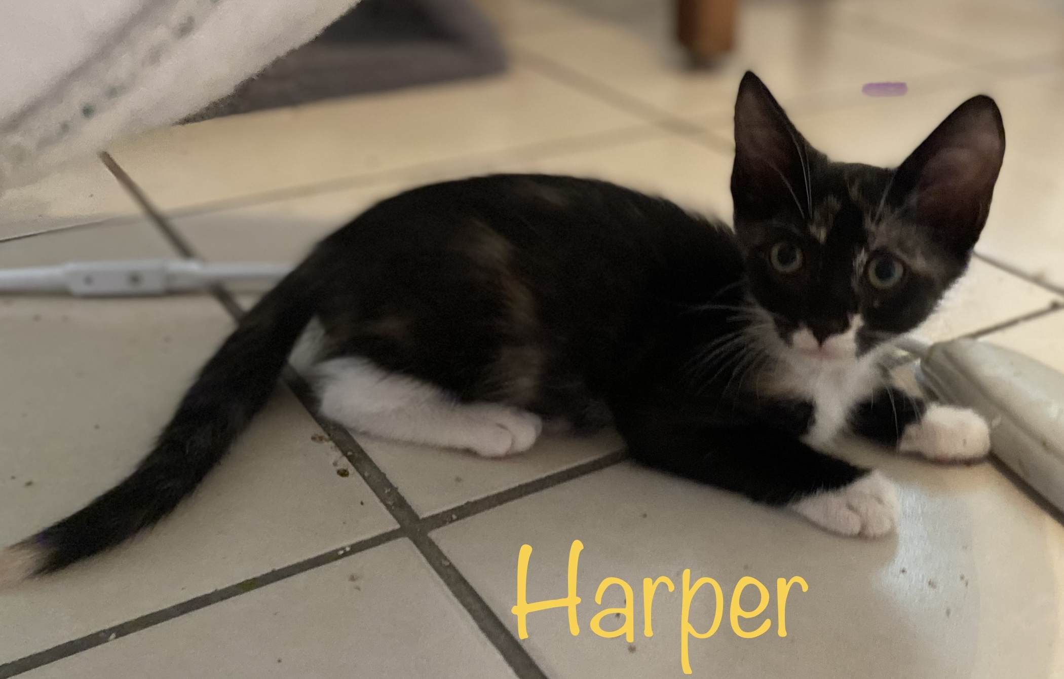 Harper, an adoptable Calico, Tortoiseshell in Mabank, TX, 75156 | Photo Image 3
