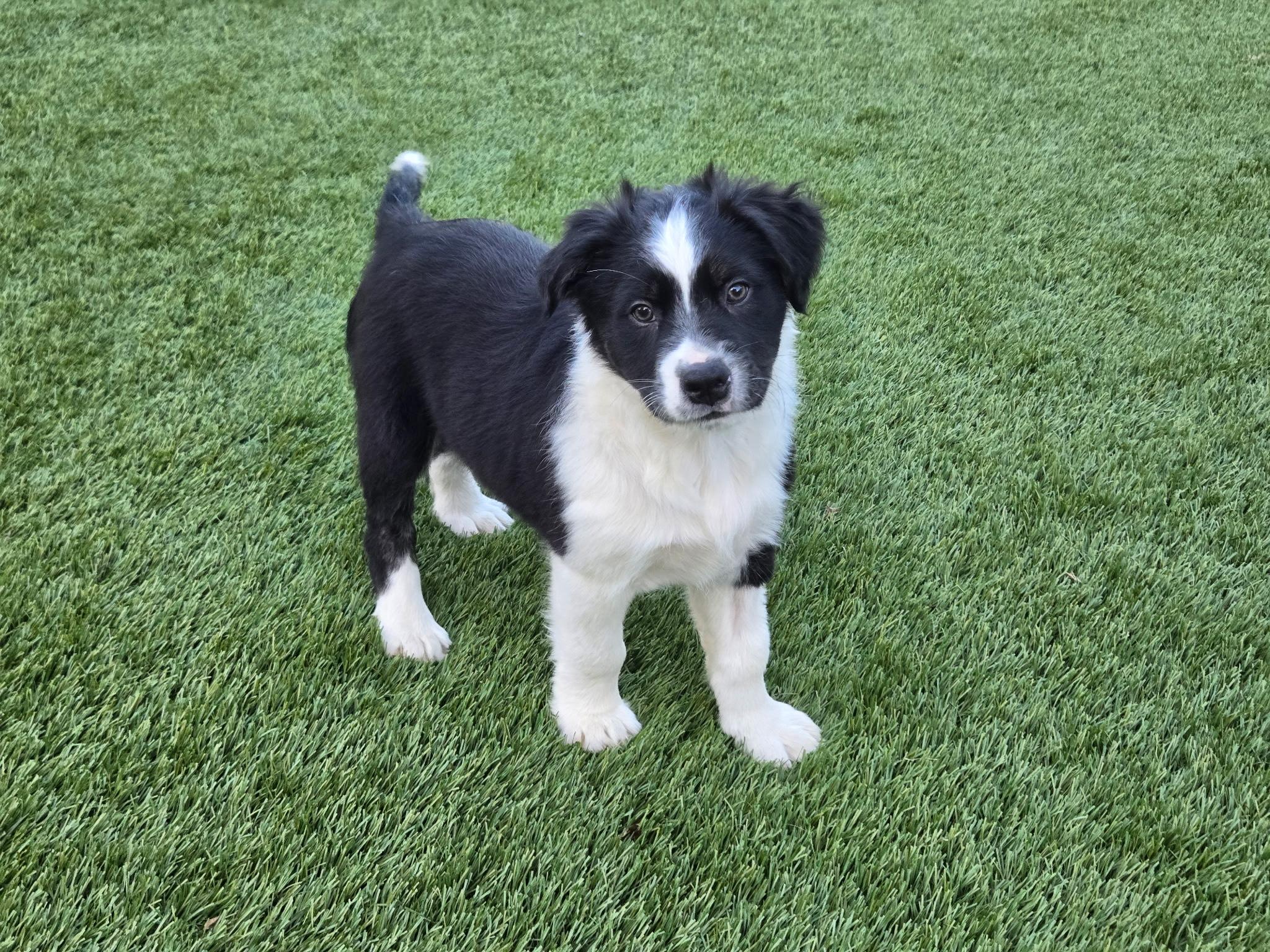 Slate, Adoptable, Puppy Male Border Collie & Australian Shepherd.