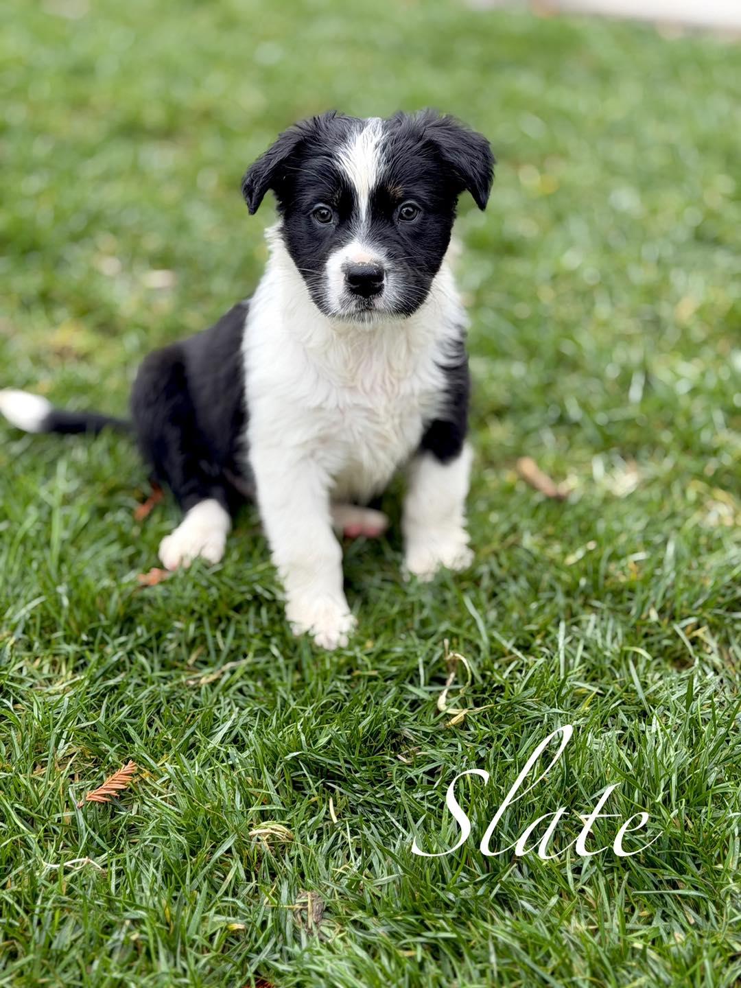 Slate, an adopted mixed breed in Orangevale, CA image 2/2