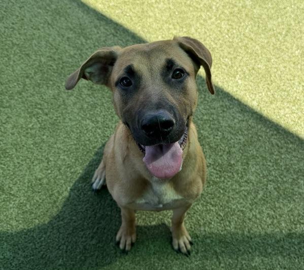 Acantha, Adoptable, Young Female Hound.