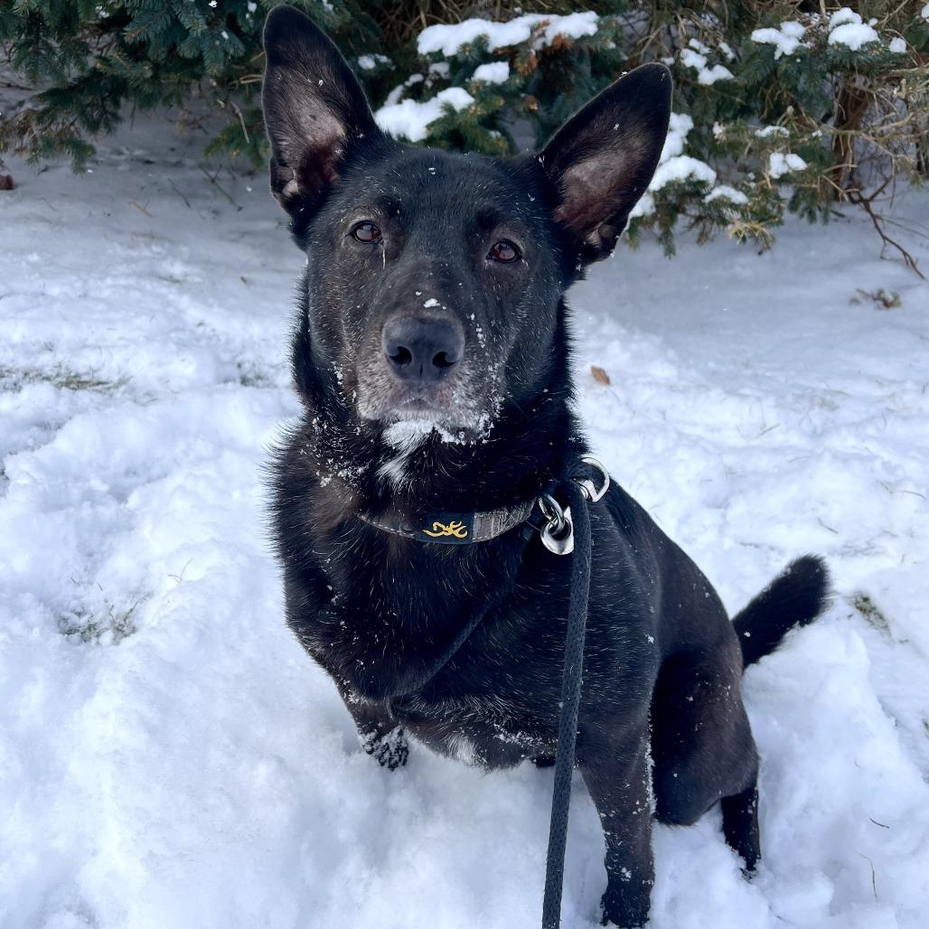 Enlarge Ash, a Adoptable Mixed Breed in Grand Rapids, MI image 1/6
