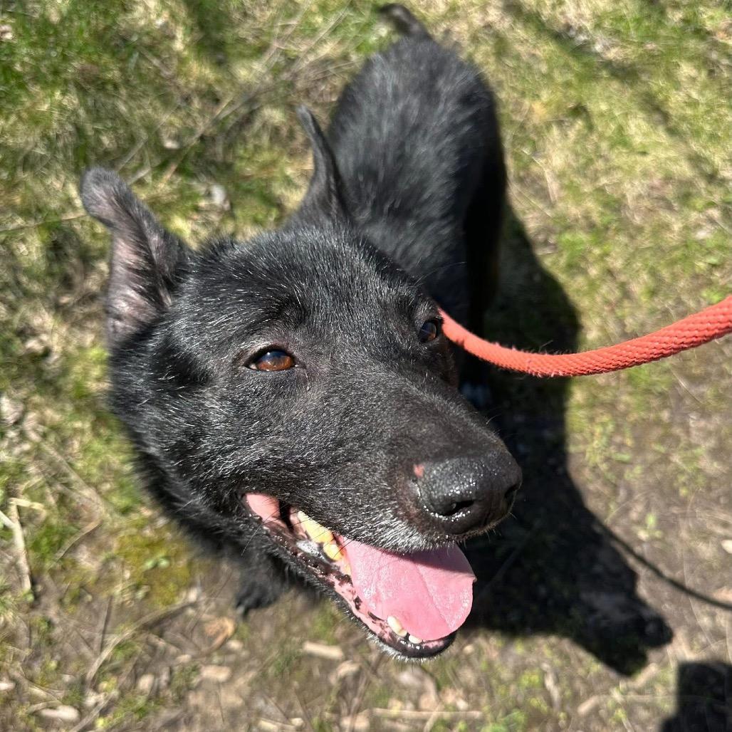 Enlarge Ash, a Adoptable Mixed Breed in Grand Rapids, MI image 2/6