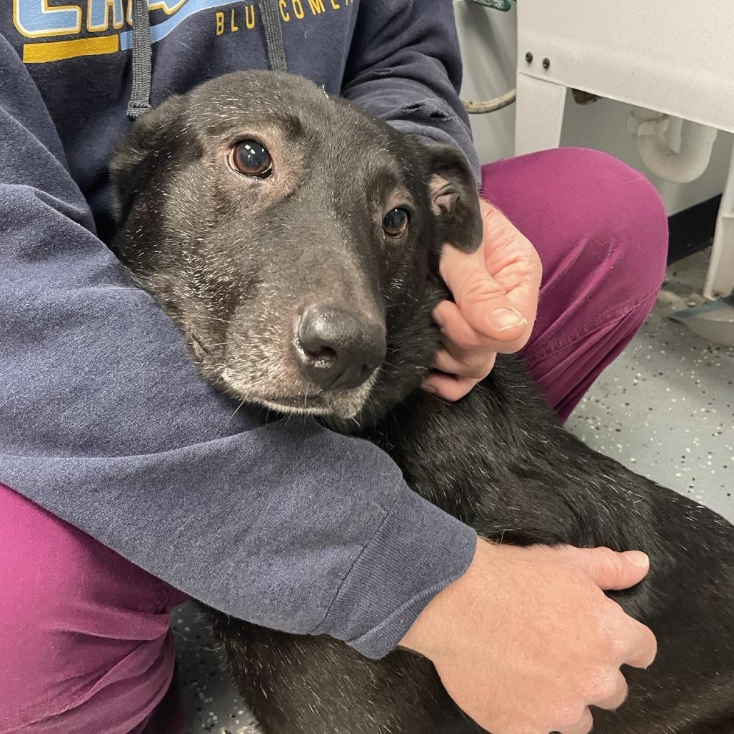 Enlarge Ash, a Adoptable Mixed Breed in Grand Rapids, MI image 4/6