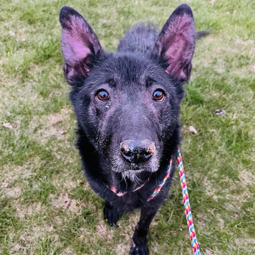 Enlarge Ash, a Adoptable Mixed Breed in Grand Rapids, MI image 6/6