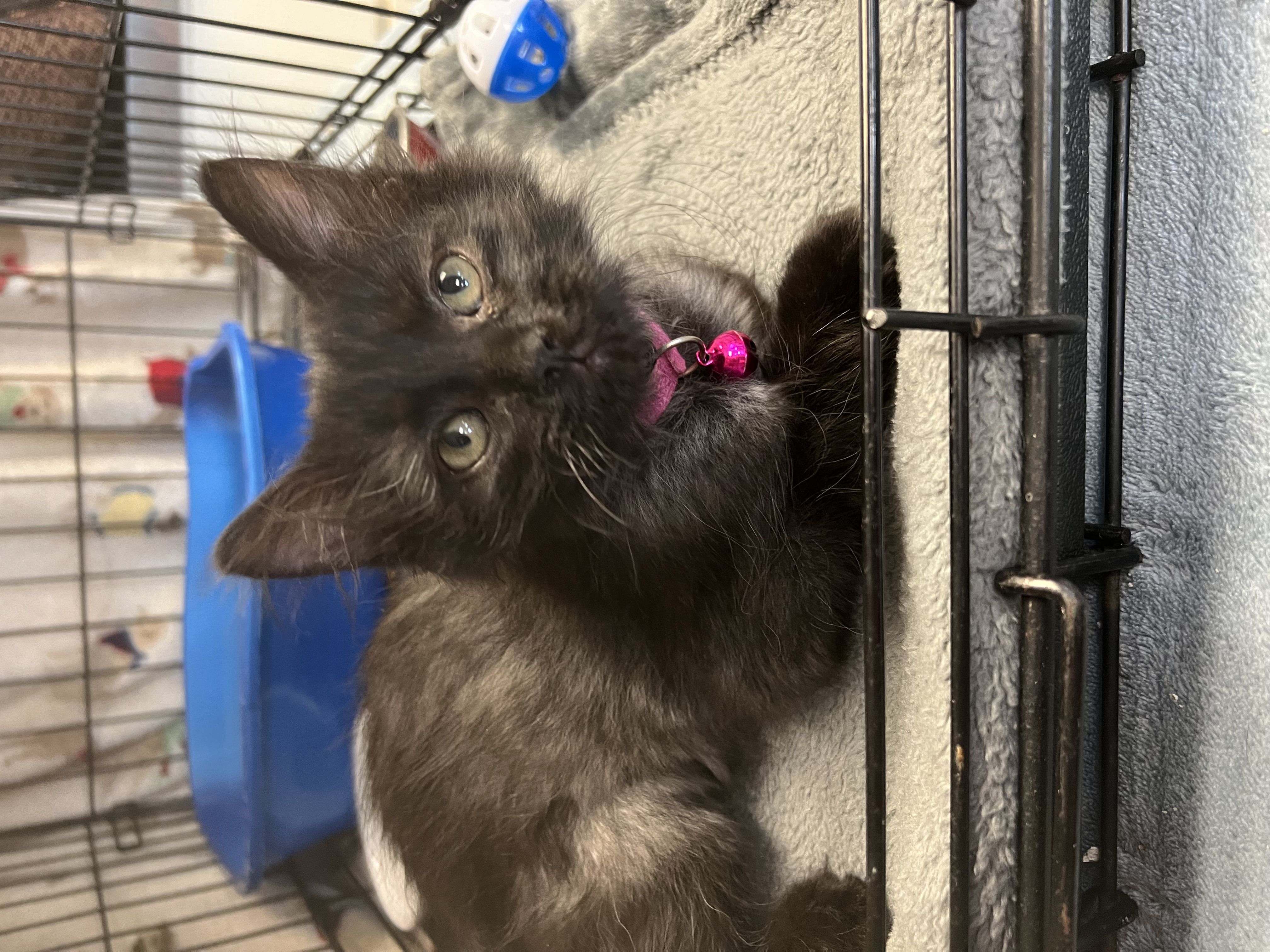 Enlarge Thelma, a Adopted Domestic Medium Hair in Newton Falls, OH image 1/1