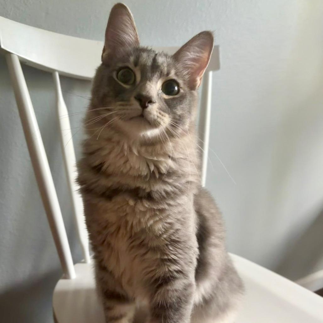 Napoleon, Adoptable, Young Male Domestic Medium Hair.
