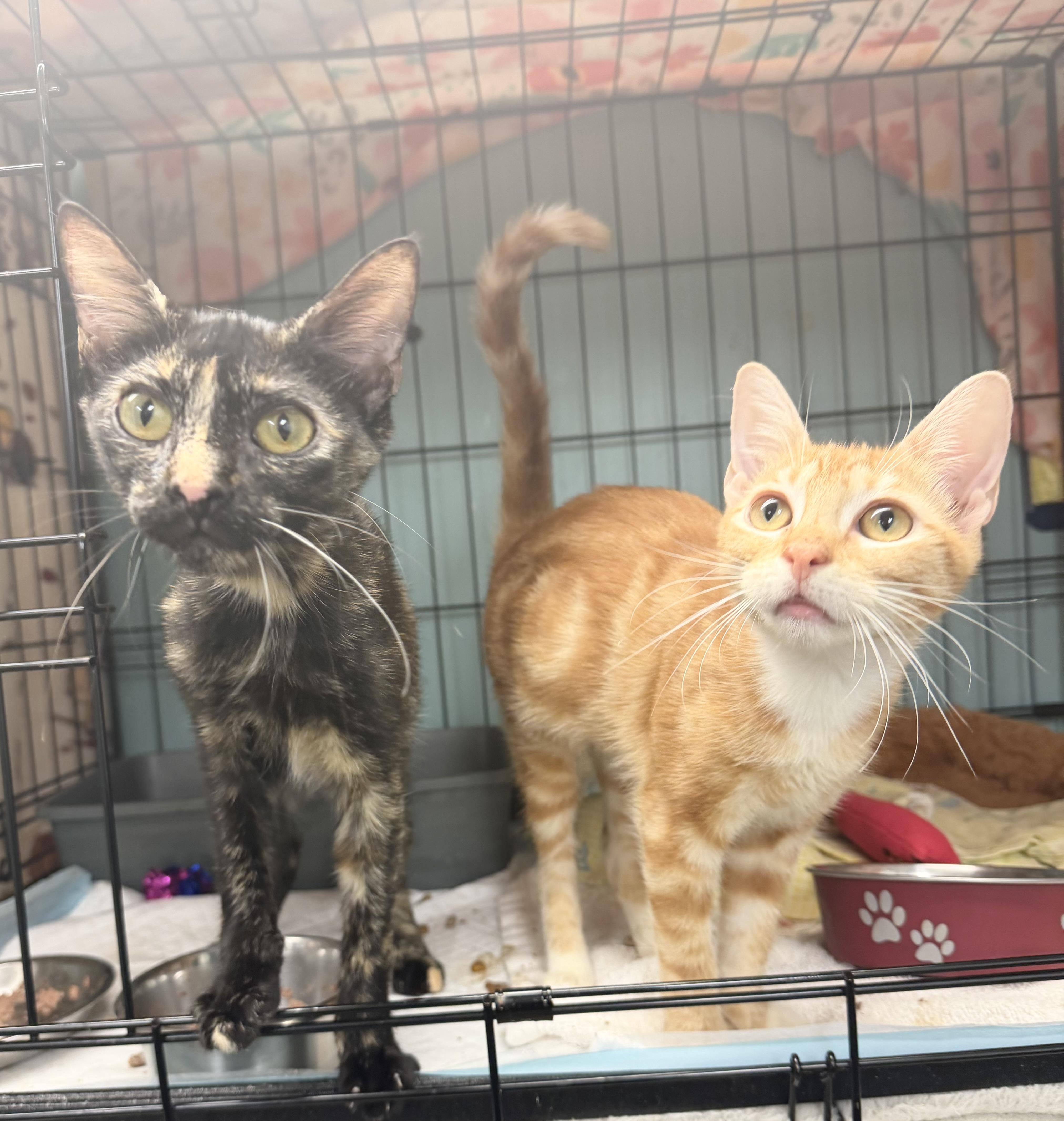 Enlarge Rosa, an adopted Domestic Short Hair in Hudson, NY image 1/1