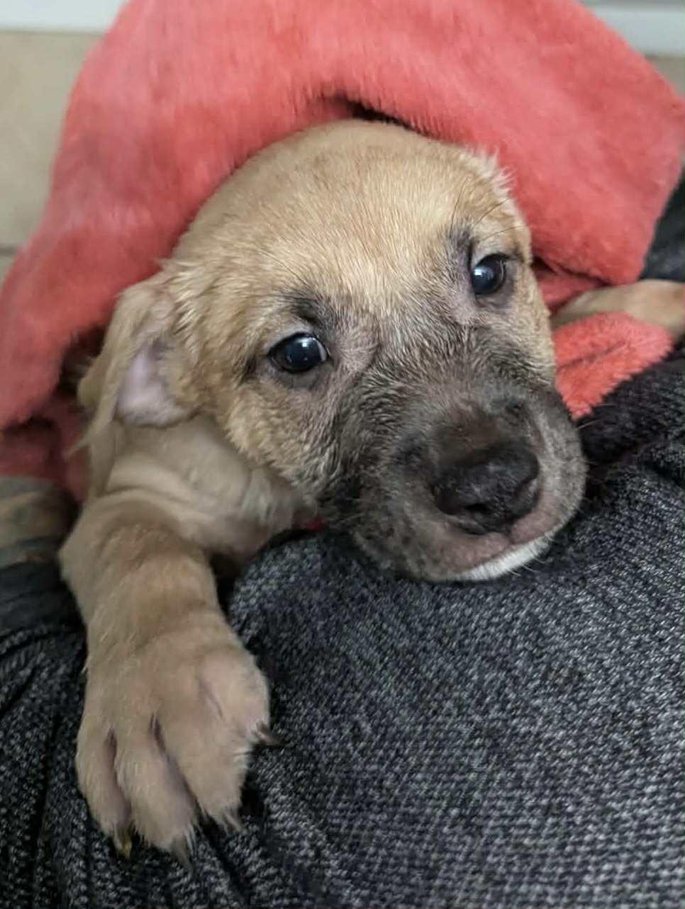 Enlarge Cooper, a Adoptable mixed breed in Duncan , SC image 1/1