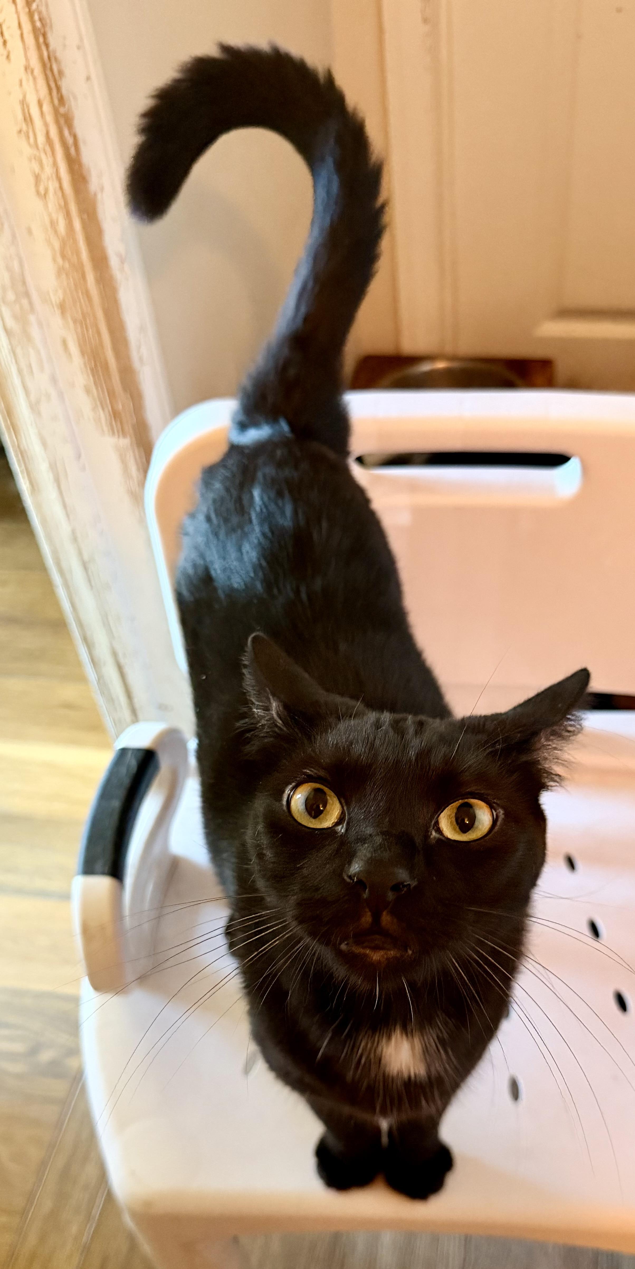 Foster, Adoptable, Young Male Domestic Short Hair.
