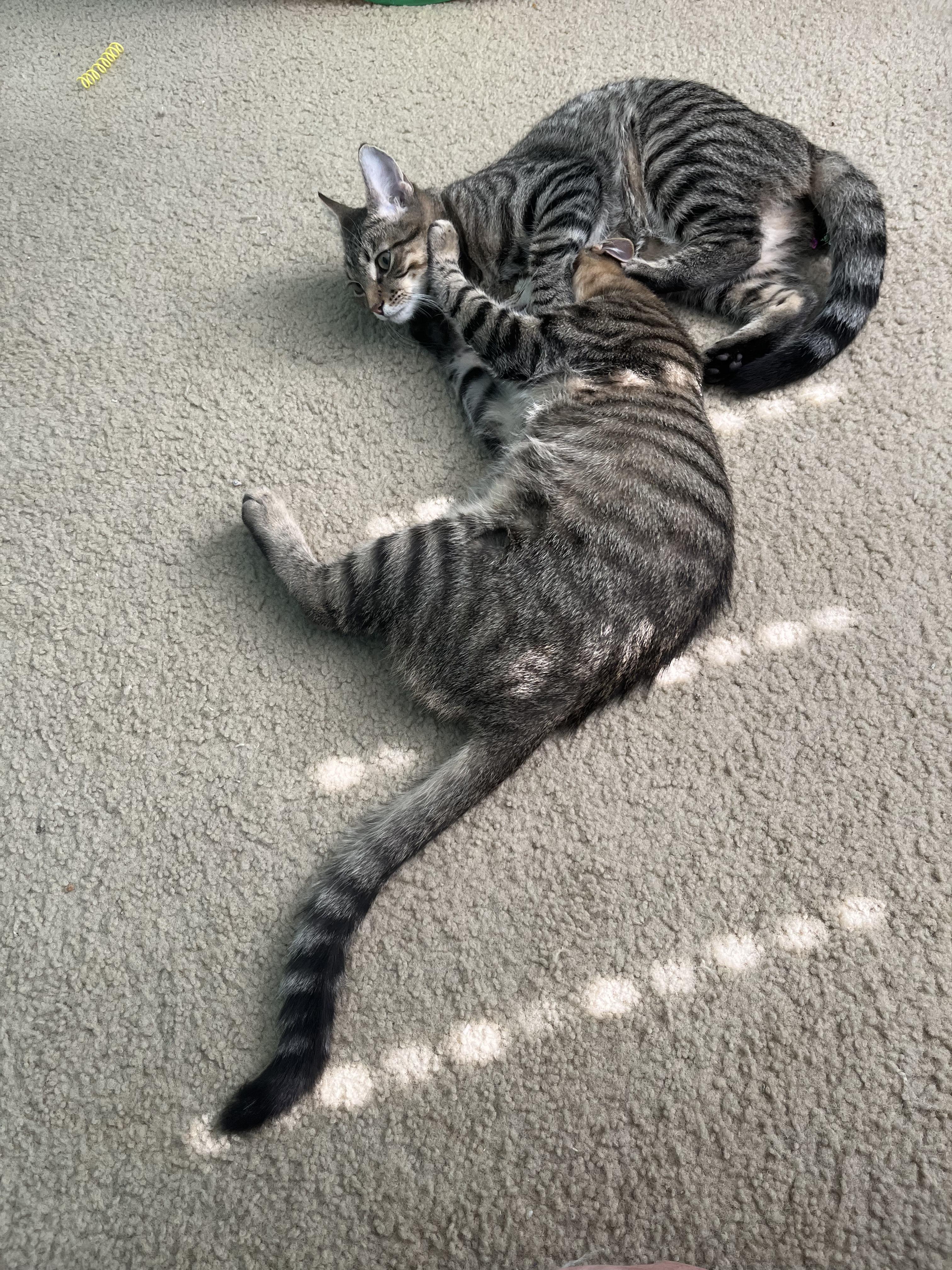 Snickerdoodle and Shortbread