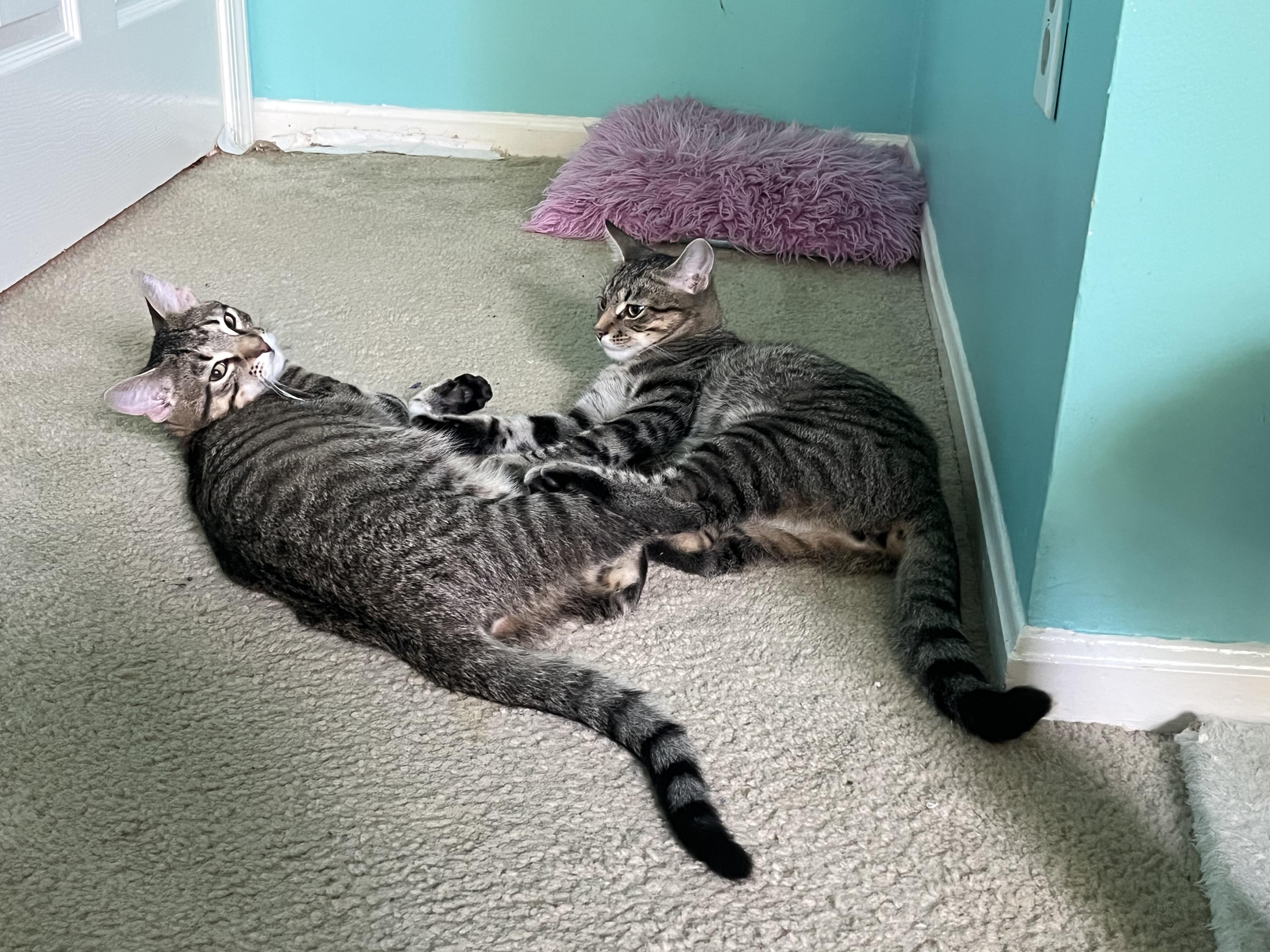 Snickerdoodle and Shortbread