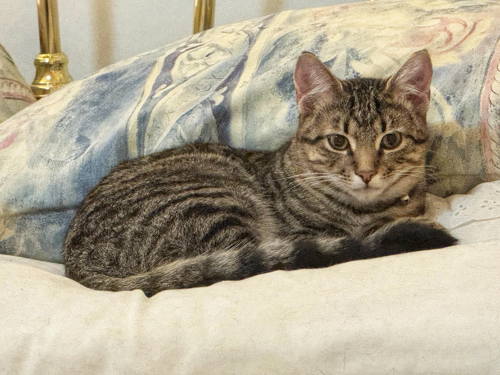 Snickerdoodle and Shortbread